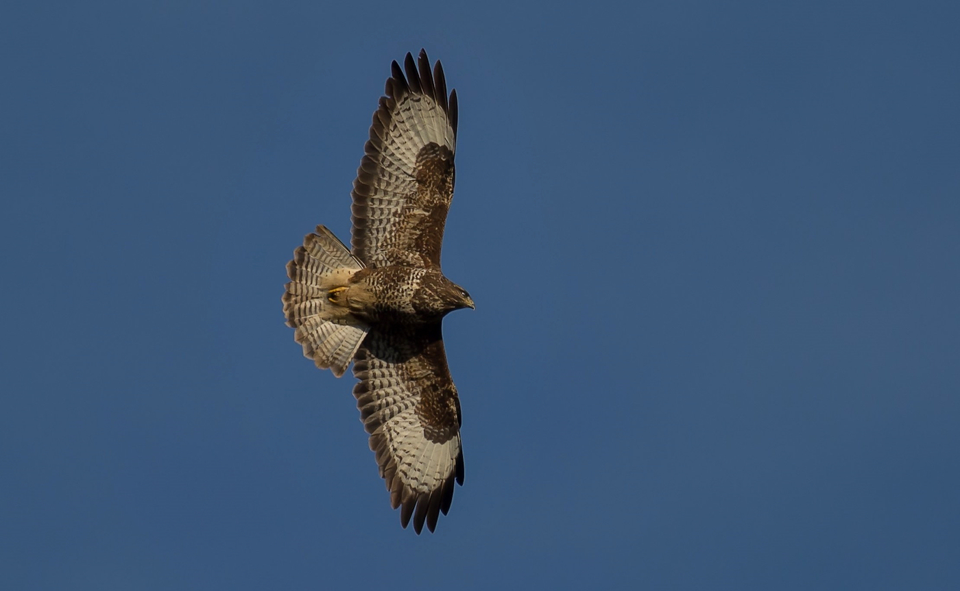 Buzzard