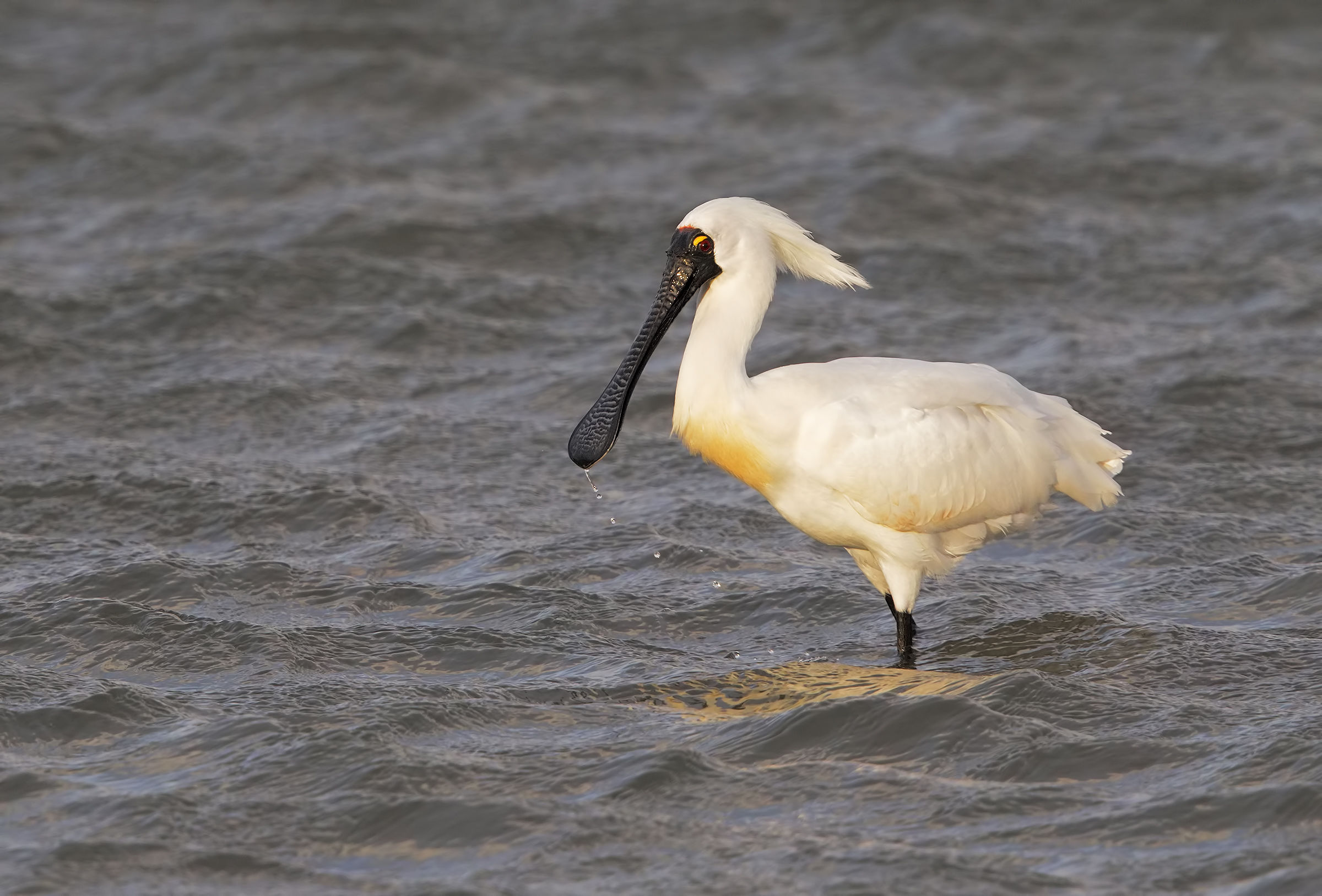 La maschera di pulcinella