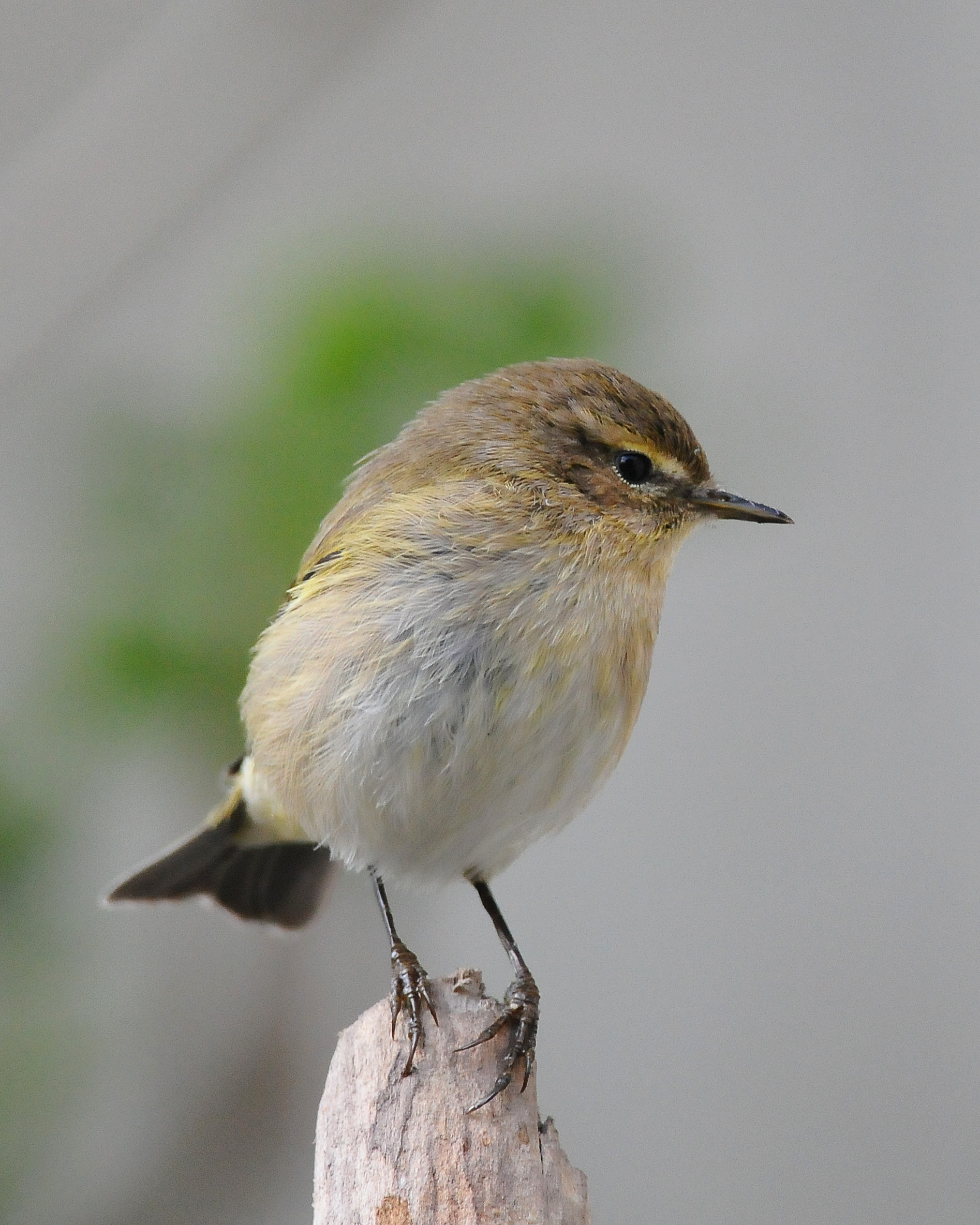 Chiffchaff posing