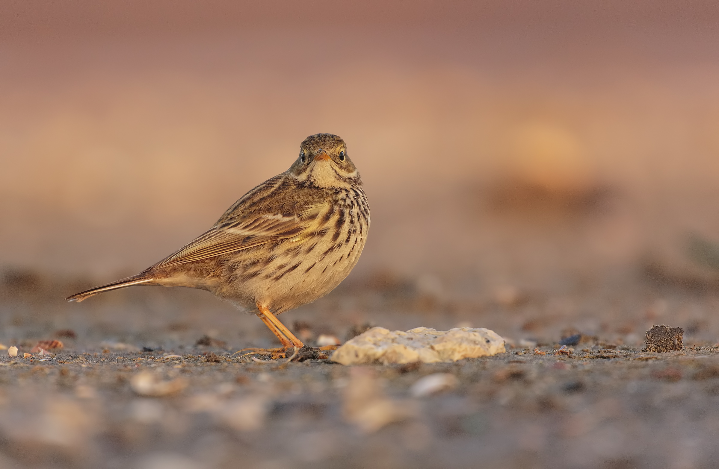 Pipit