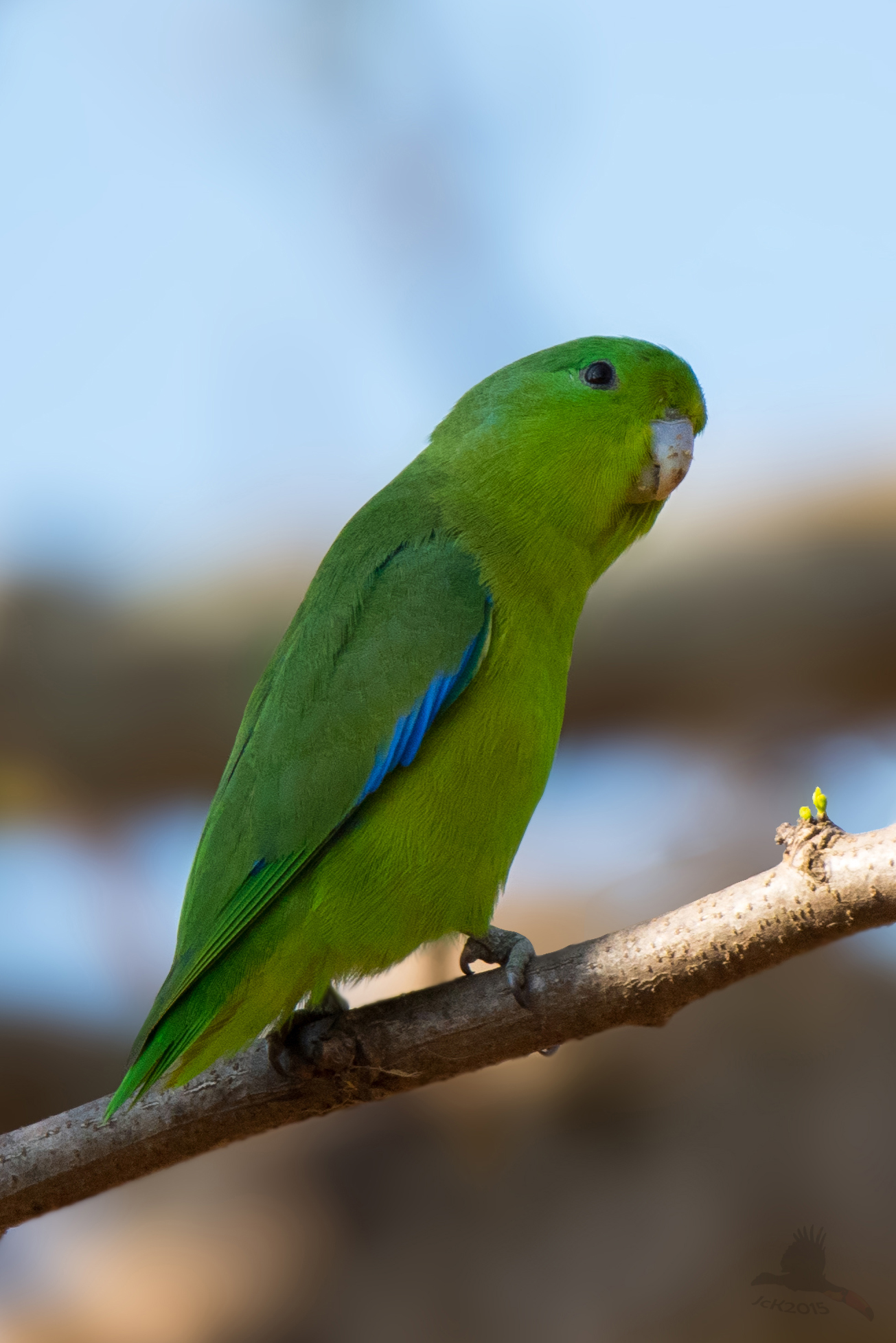 Blue-winged parrotlet (Forpus xanthopterygius)