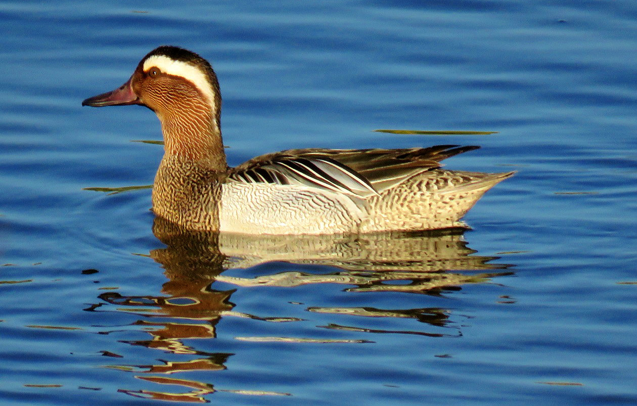 garganey (garganey)