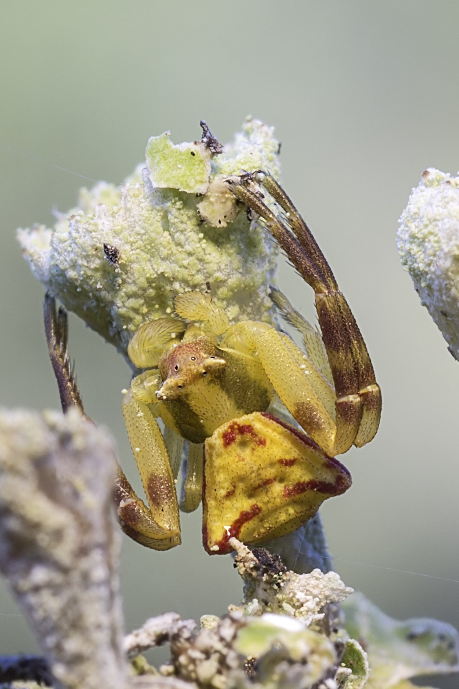 Tomiside about mm. 2