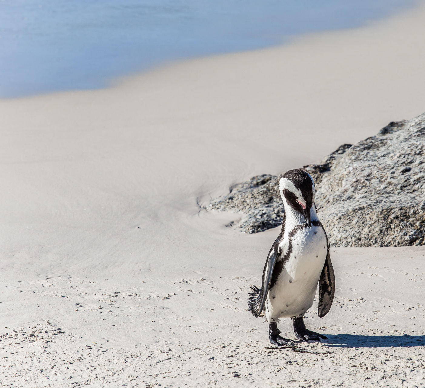 Penguin Cape Boulders Beach
