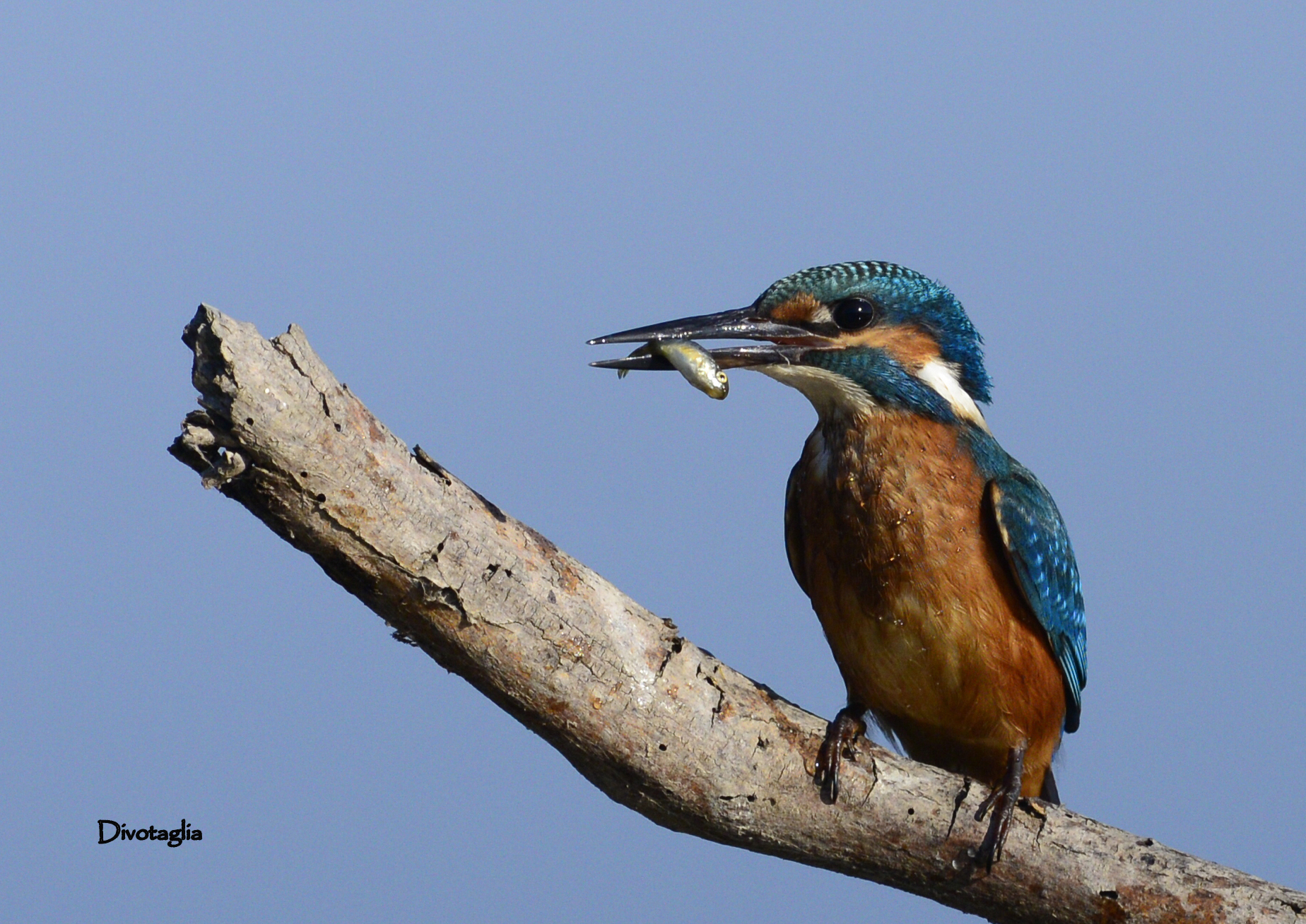 Martino, also at dinner, fish .... all.