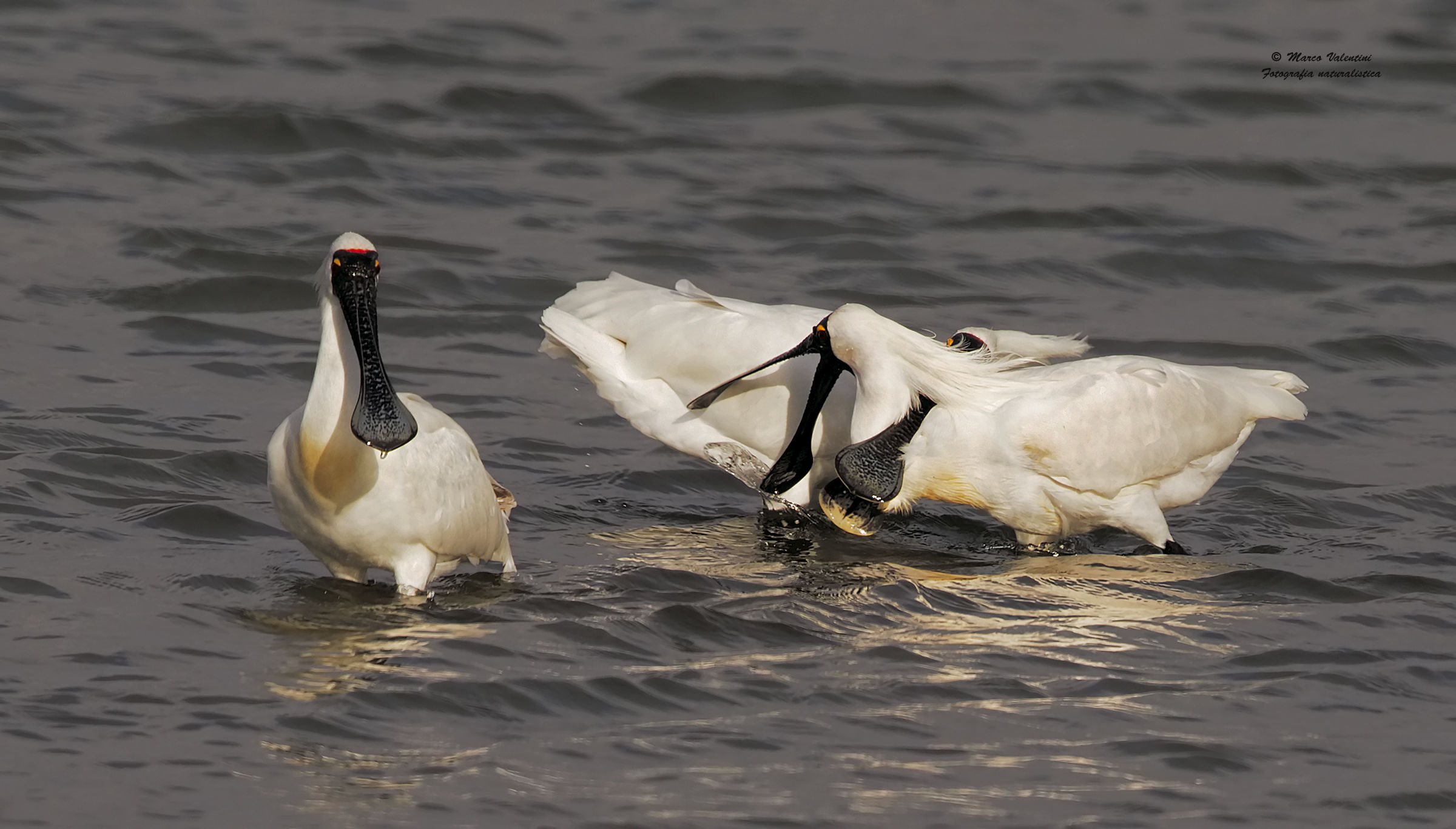 L'arbitro - battaglia tra spatole