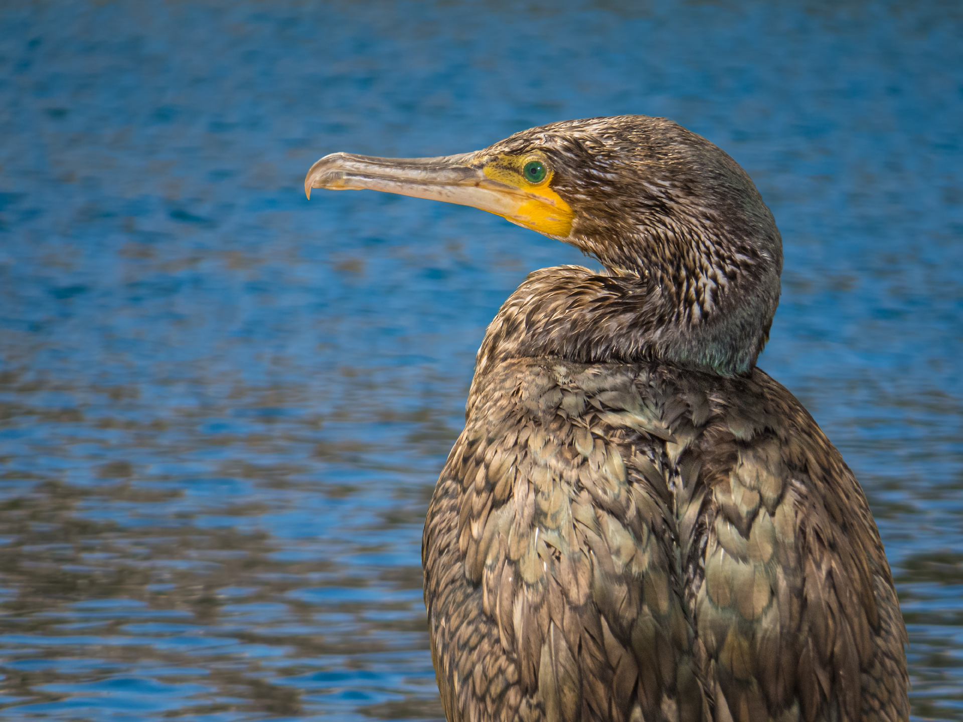 Great Cormorant