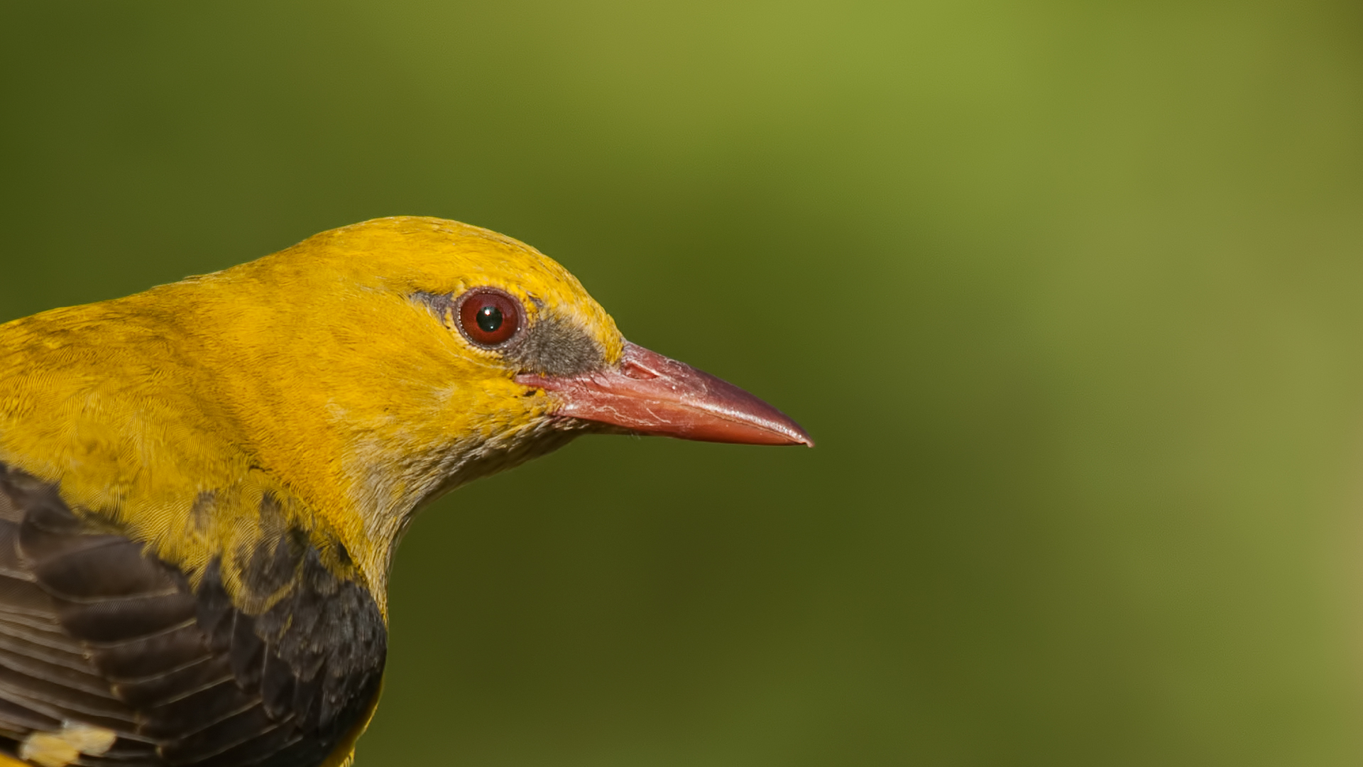 Rigogolo »Oriolus oriolus