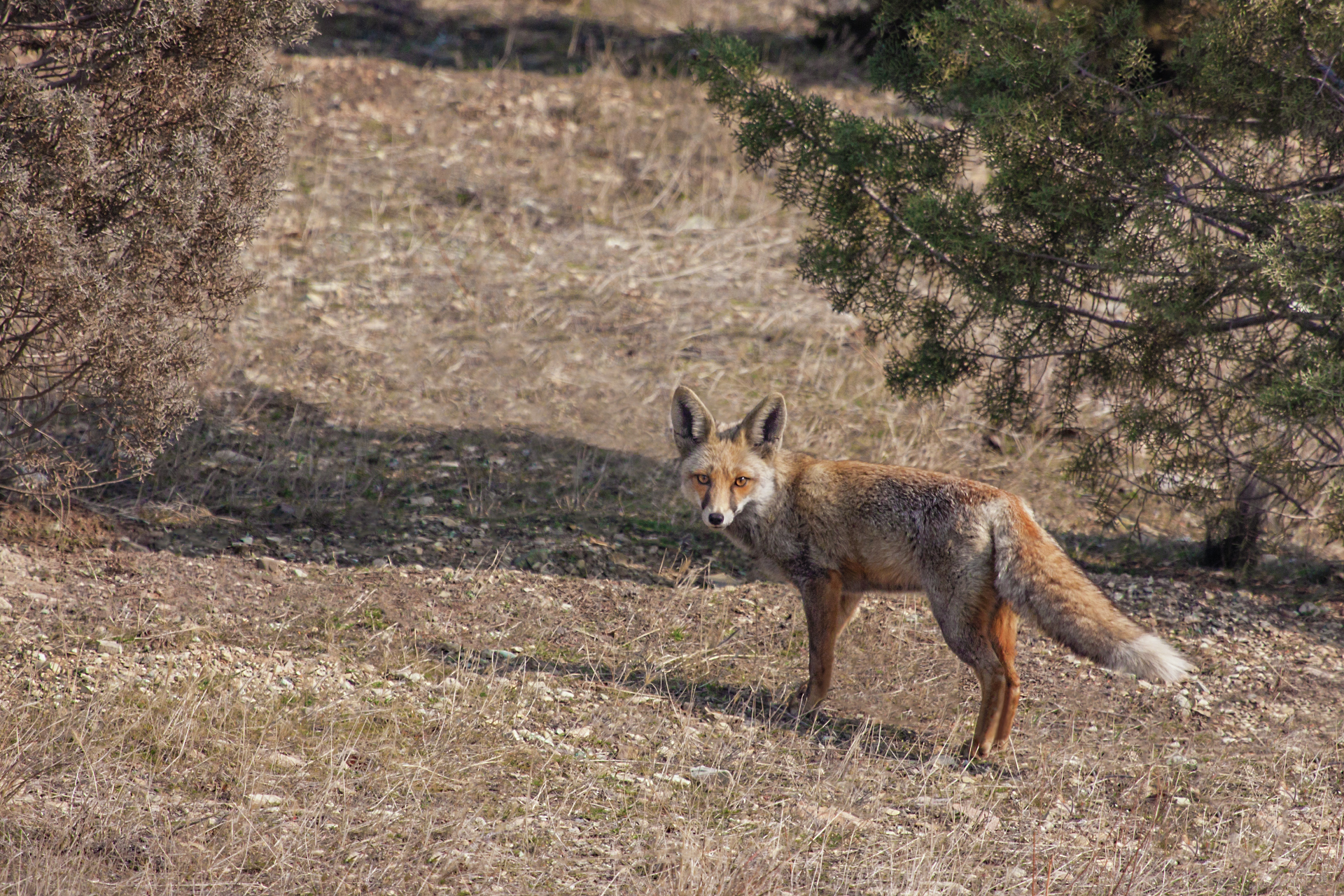 Common Fox