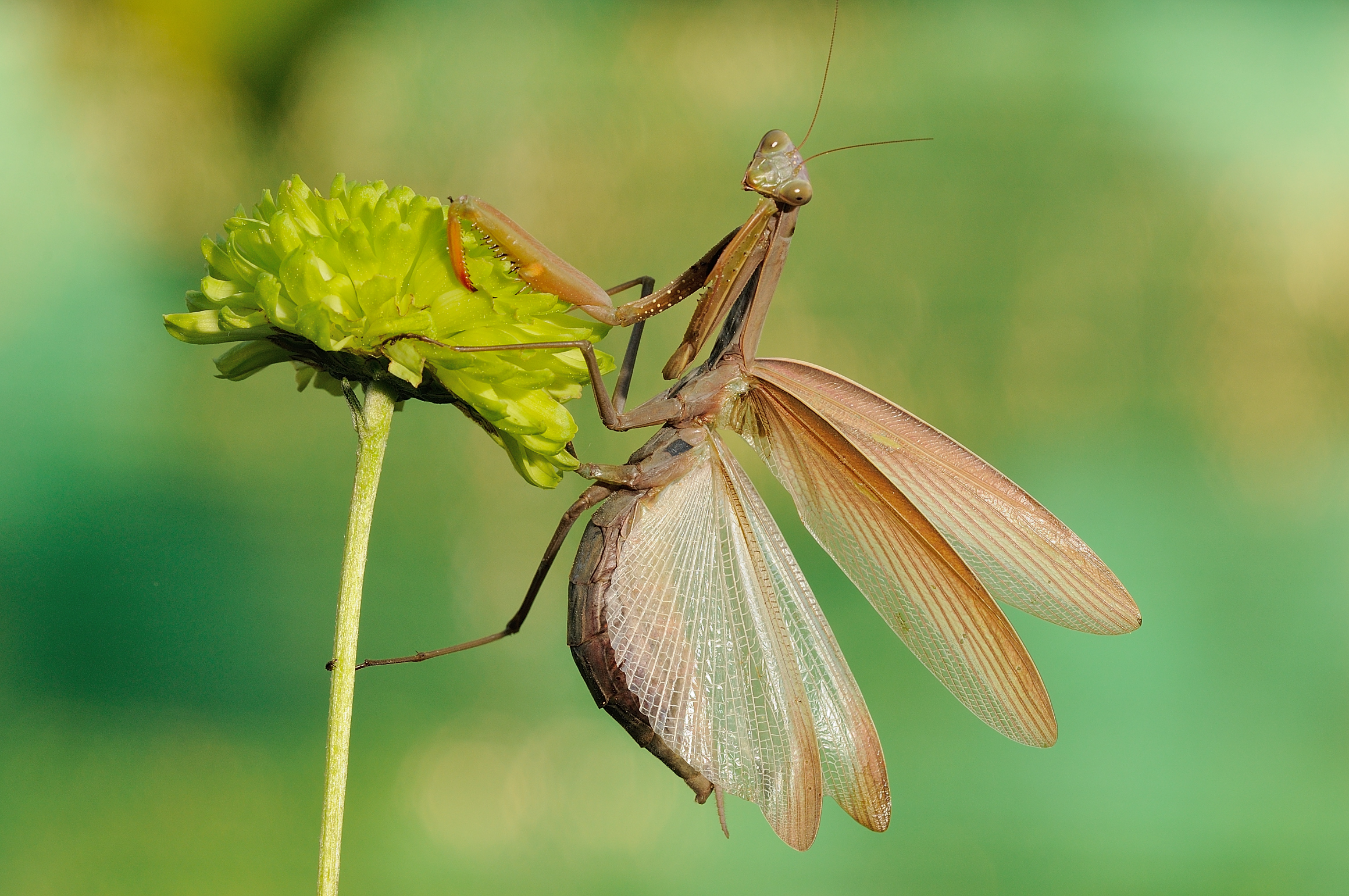 Irritated and threatening