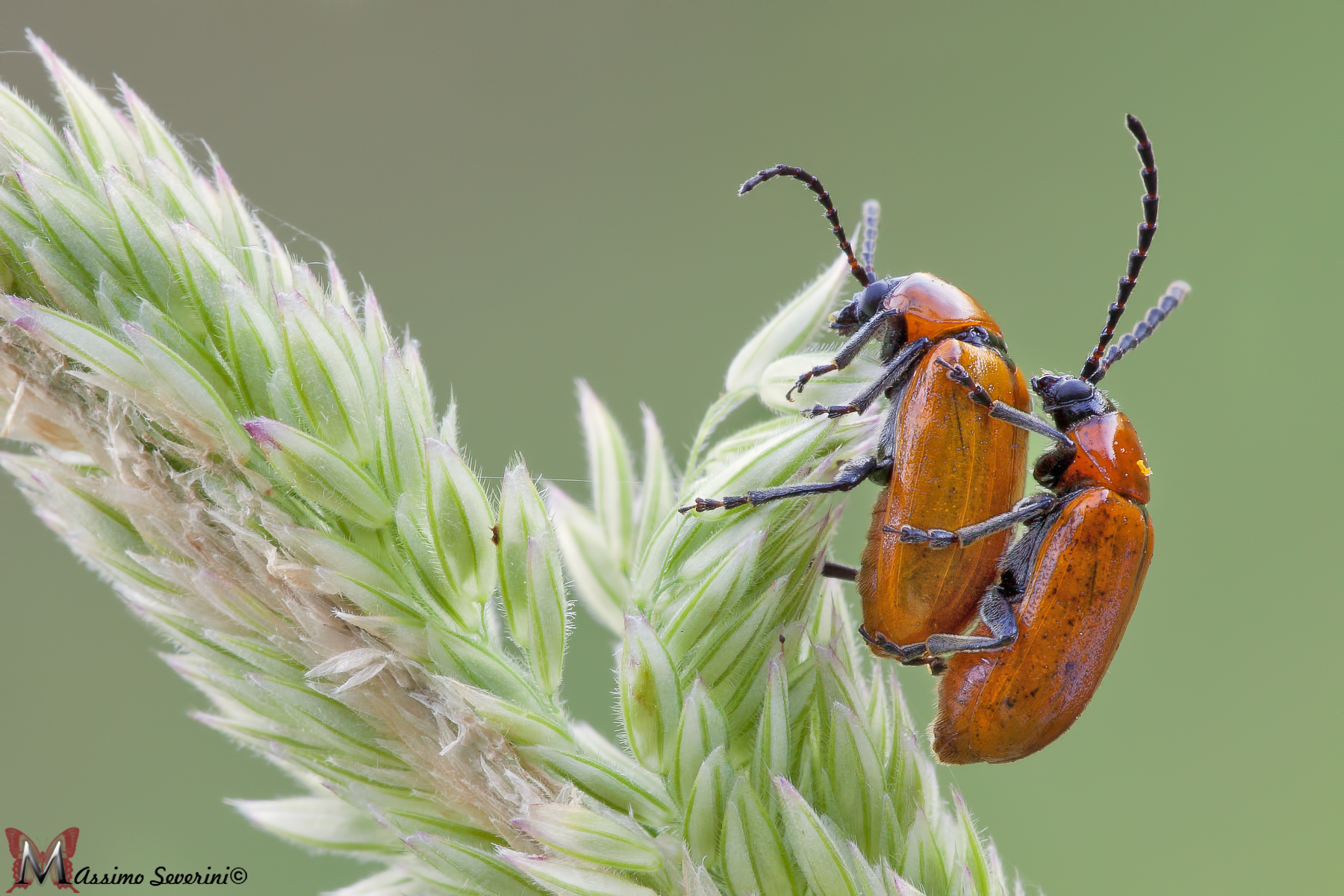 Dai...portami a spasso...