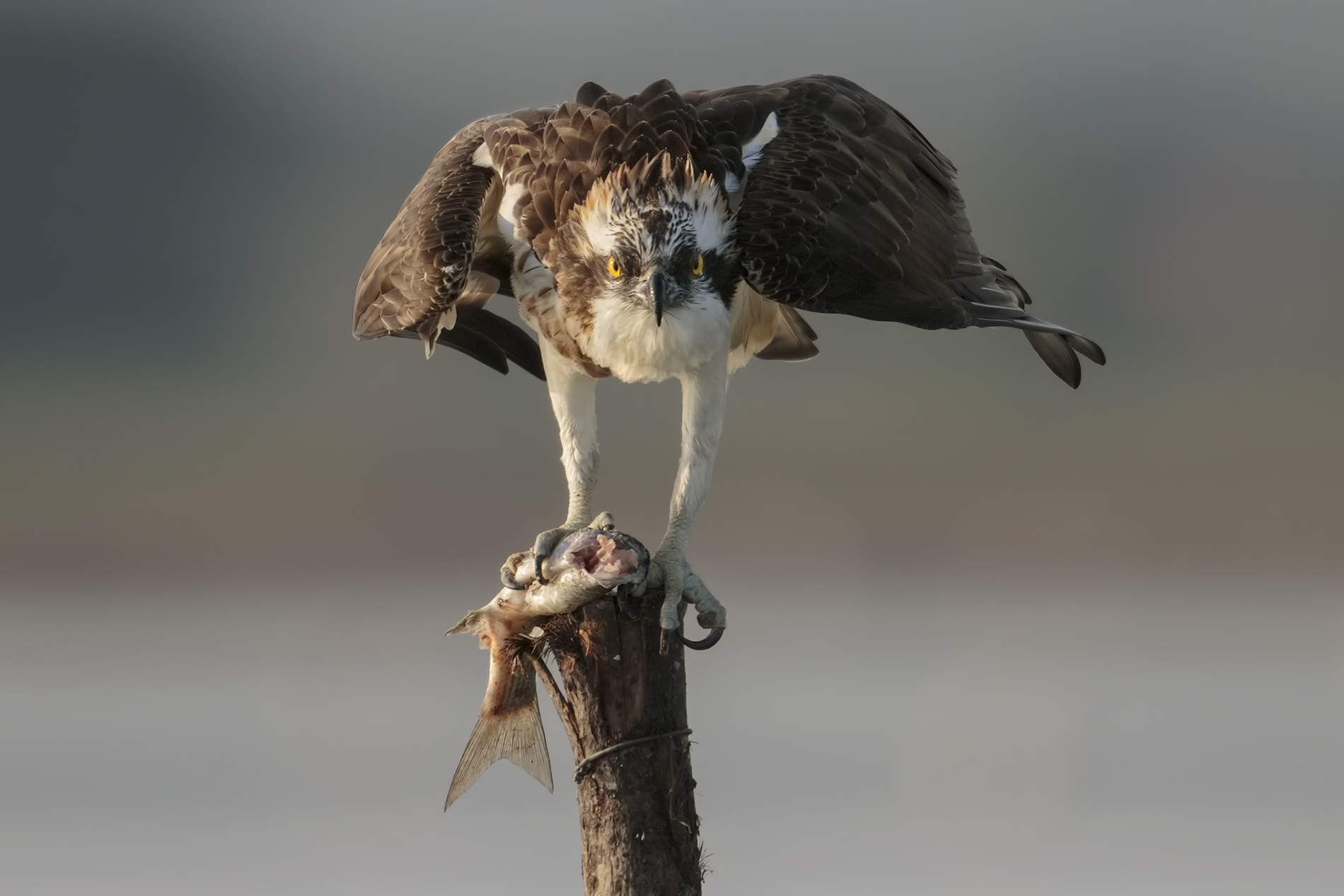 Osprey