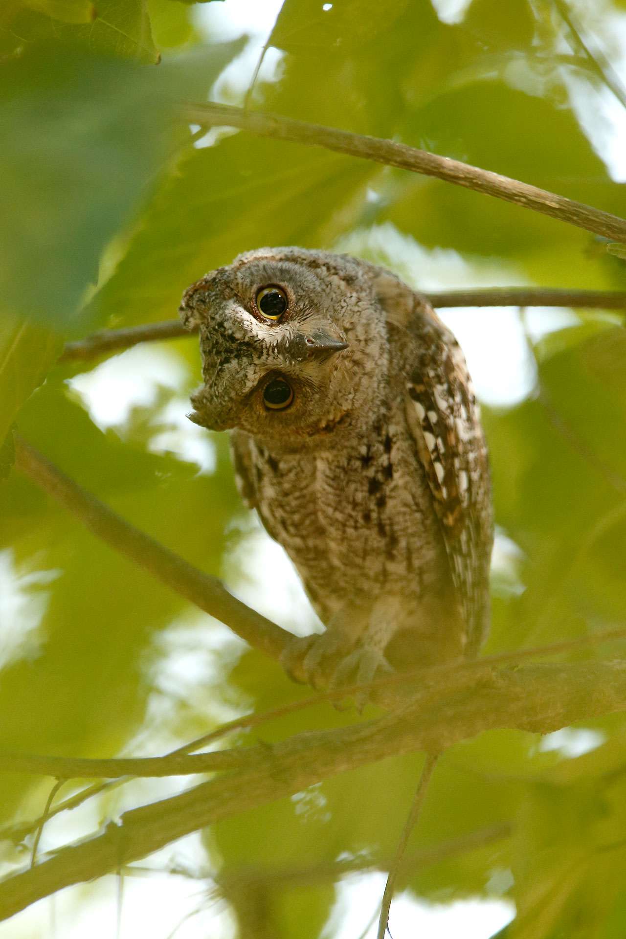 African scops