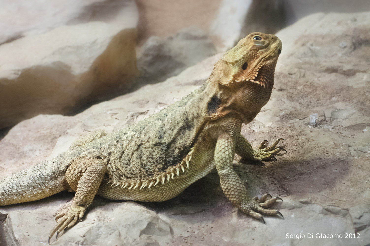 Bearded Dragon