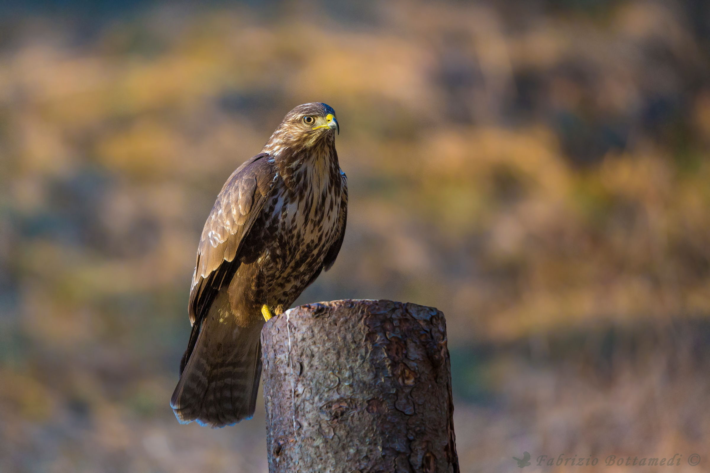 Buzzard in the golden light of sunset