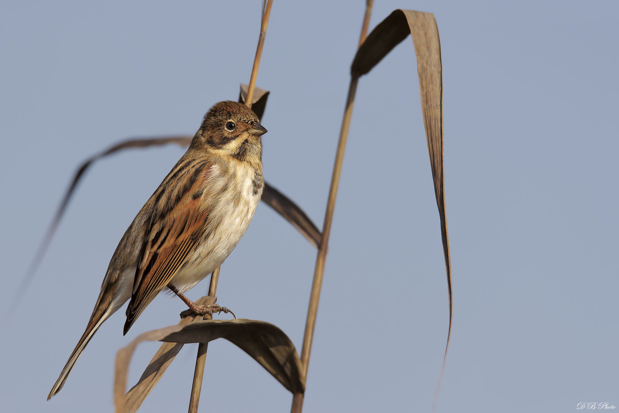 Migliarino di palude.