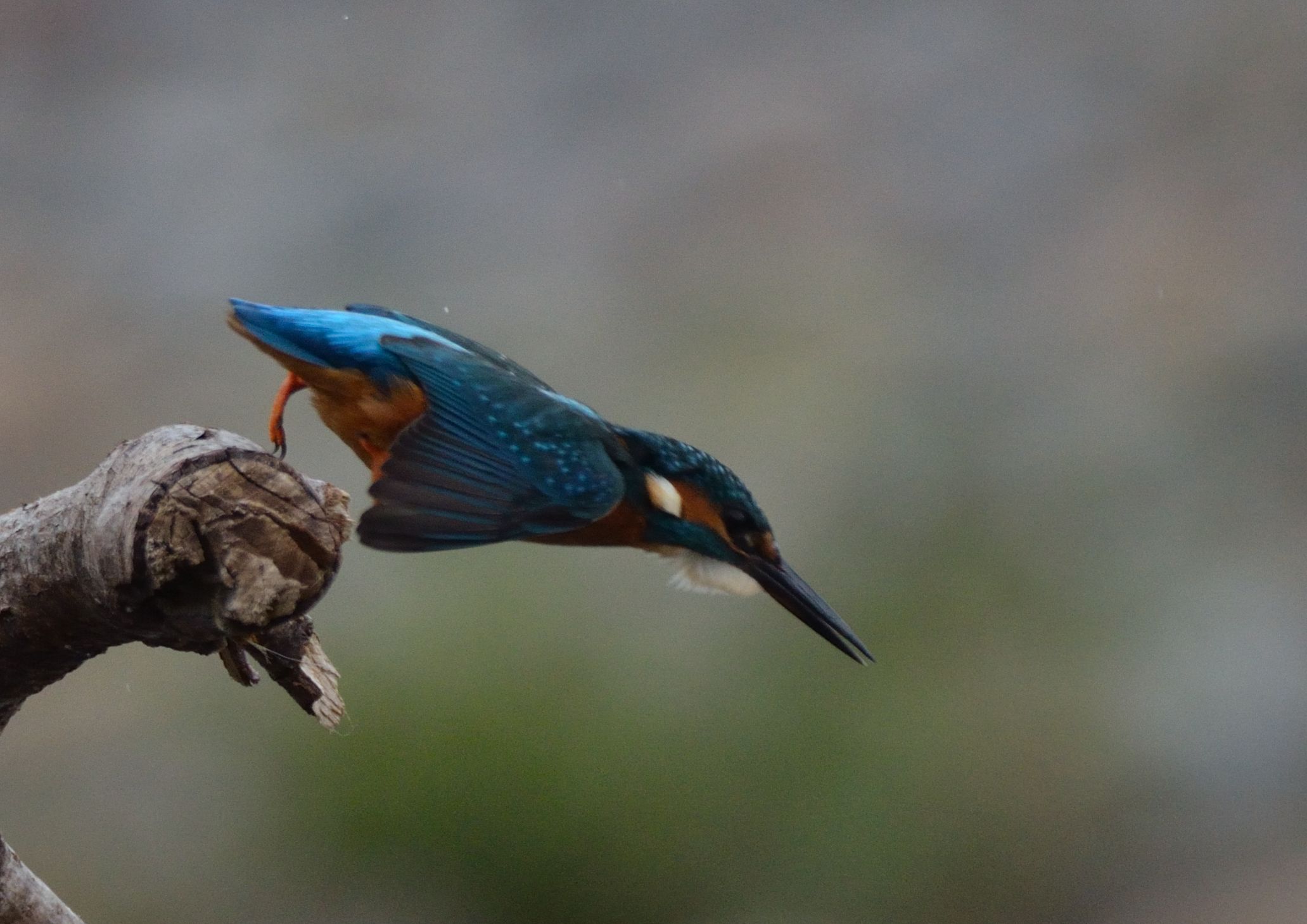 martin (ready and on)