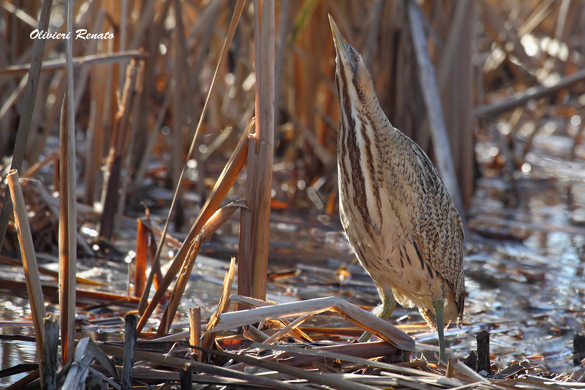 Tarabuso ( Botaurus stellaris)