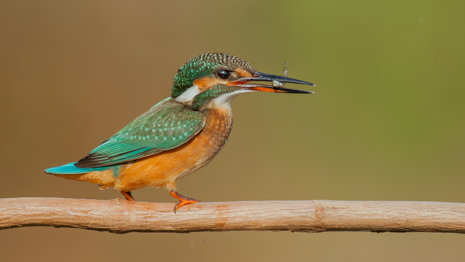 Alcedo atthis »Martin pescatore