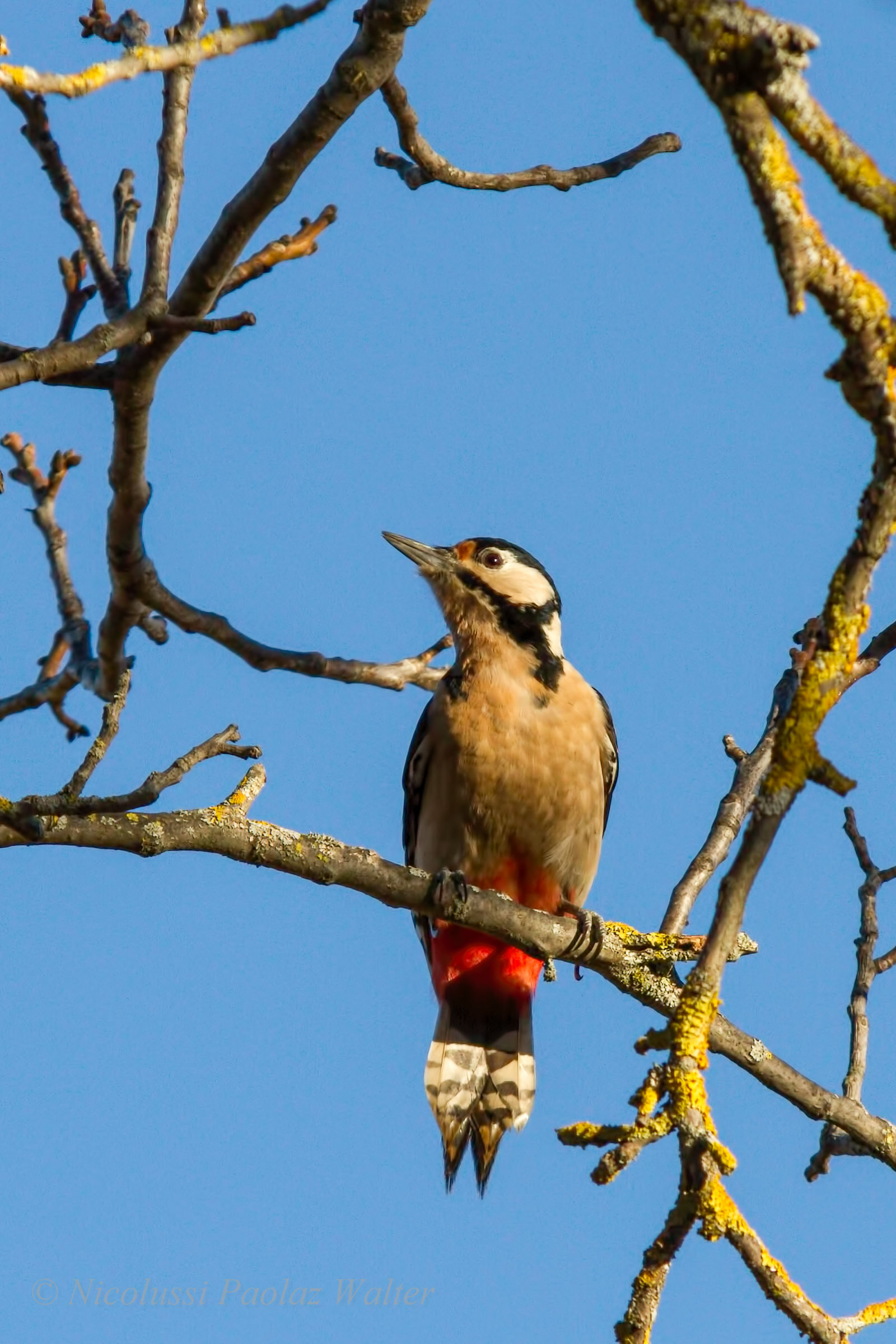 Woodpecker
