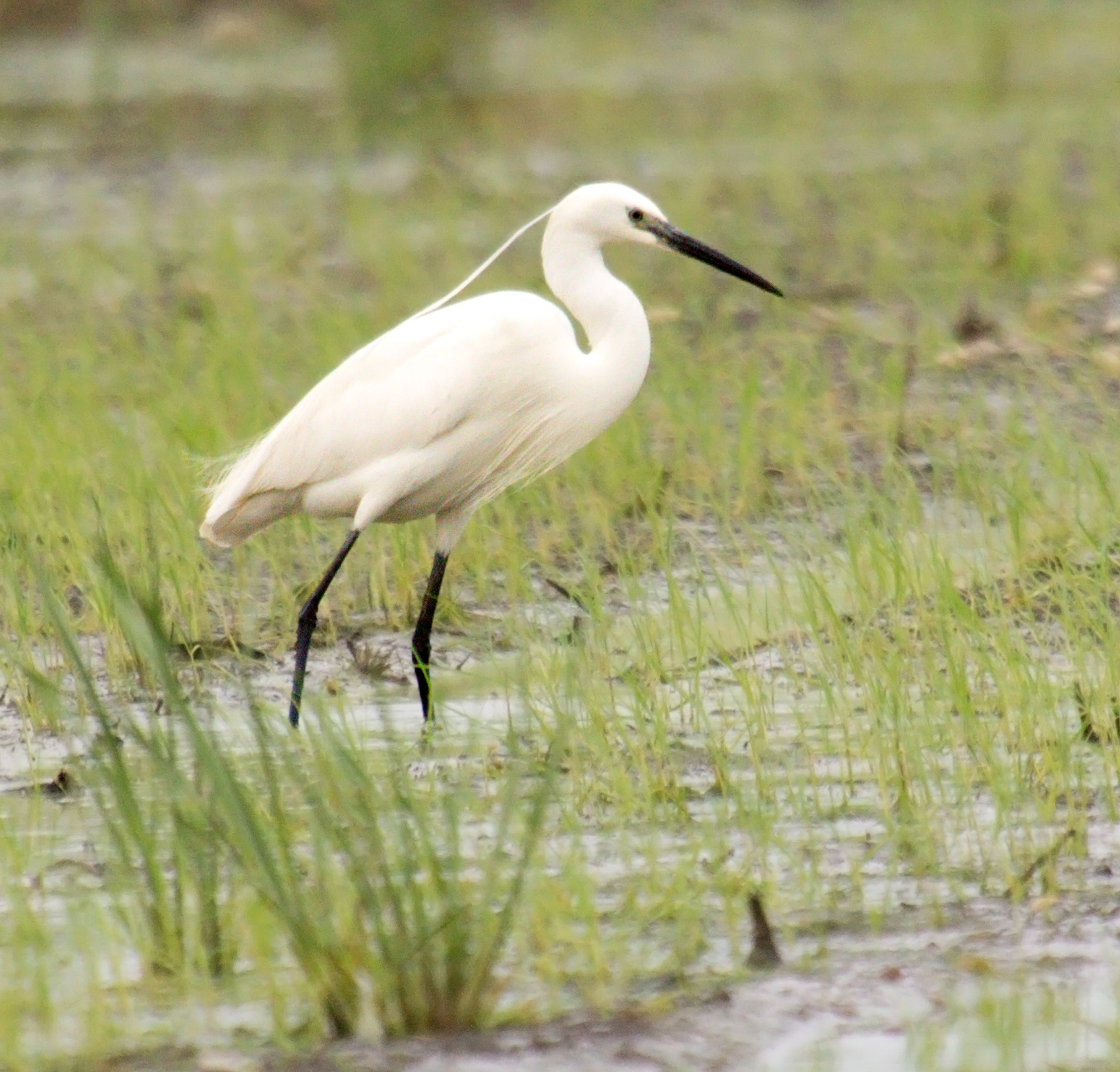 Egretta Garzetta romentinese ...