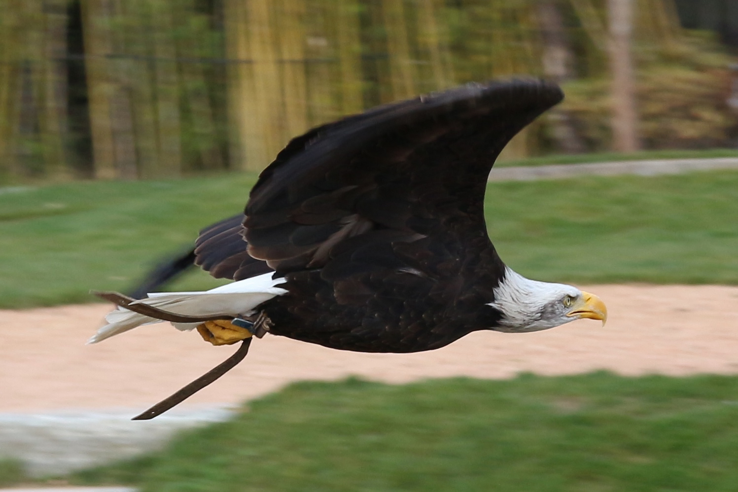 Eagle_1