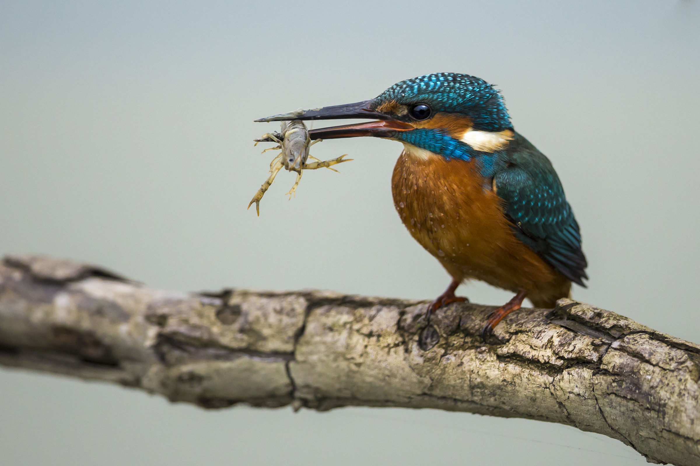 but look I'm quà just had to catch me !!!