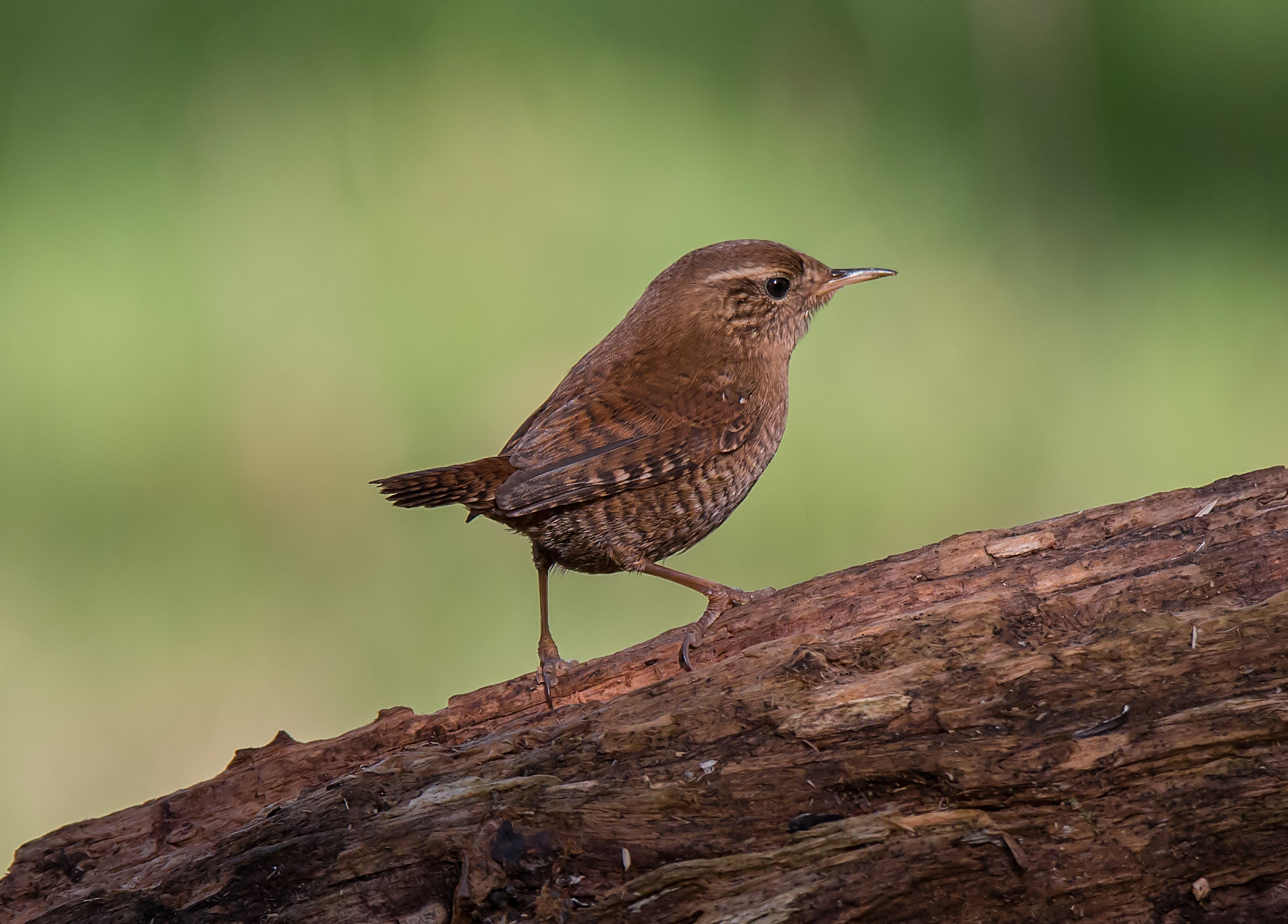 My first Wren