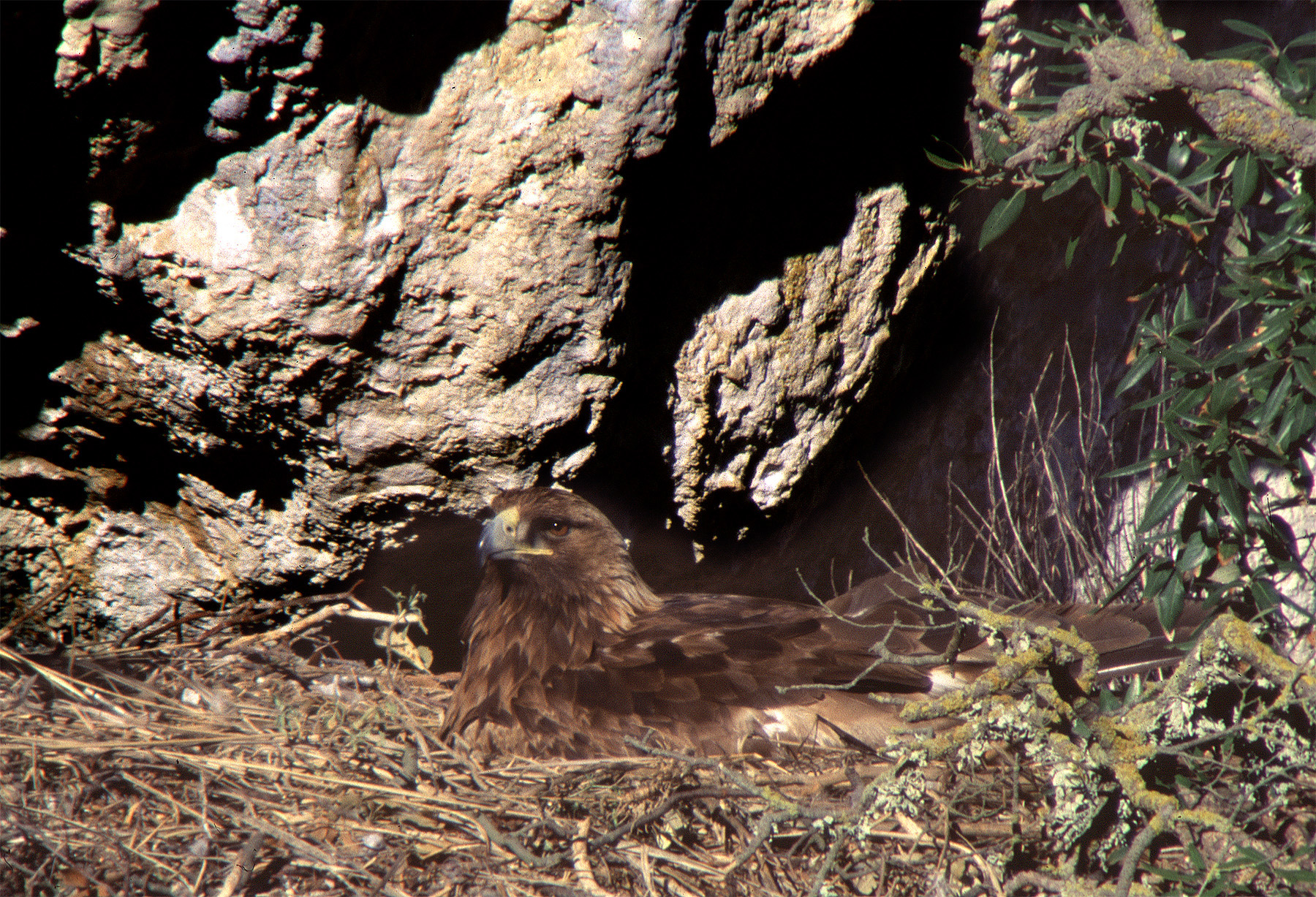 Golden Eagle in hatching