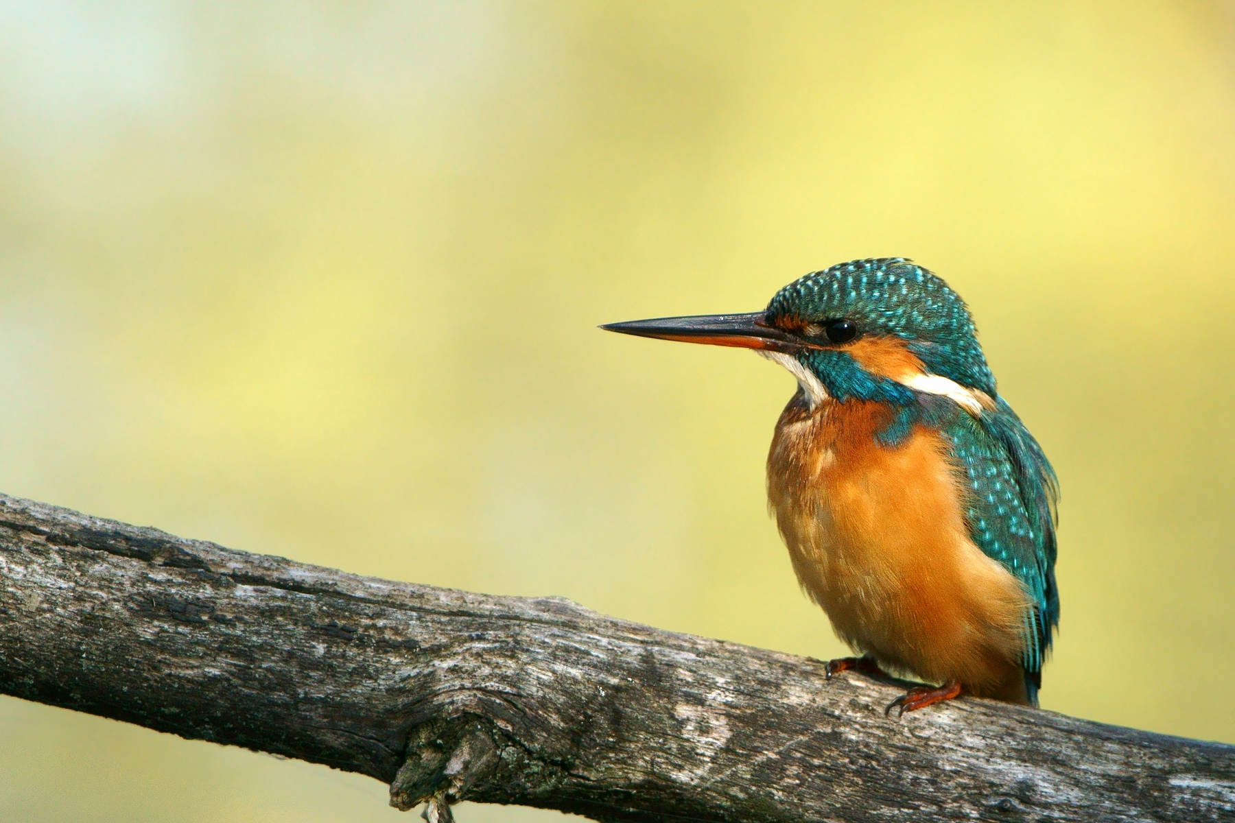 Kingfisher