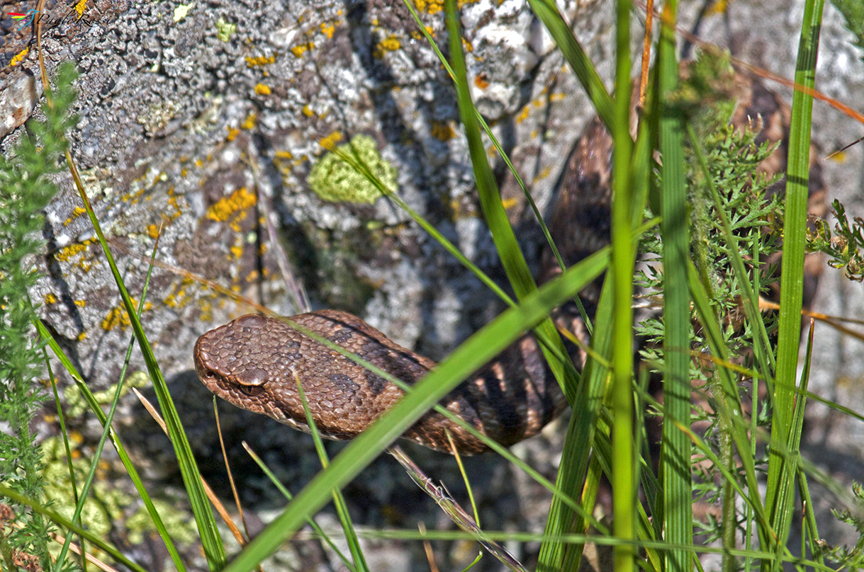 Vipera Aspis del gran paradiso
