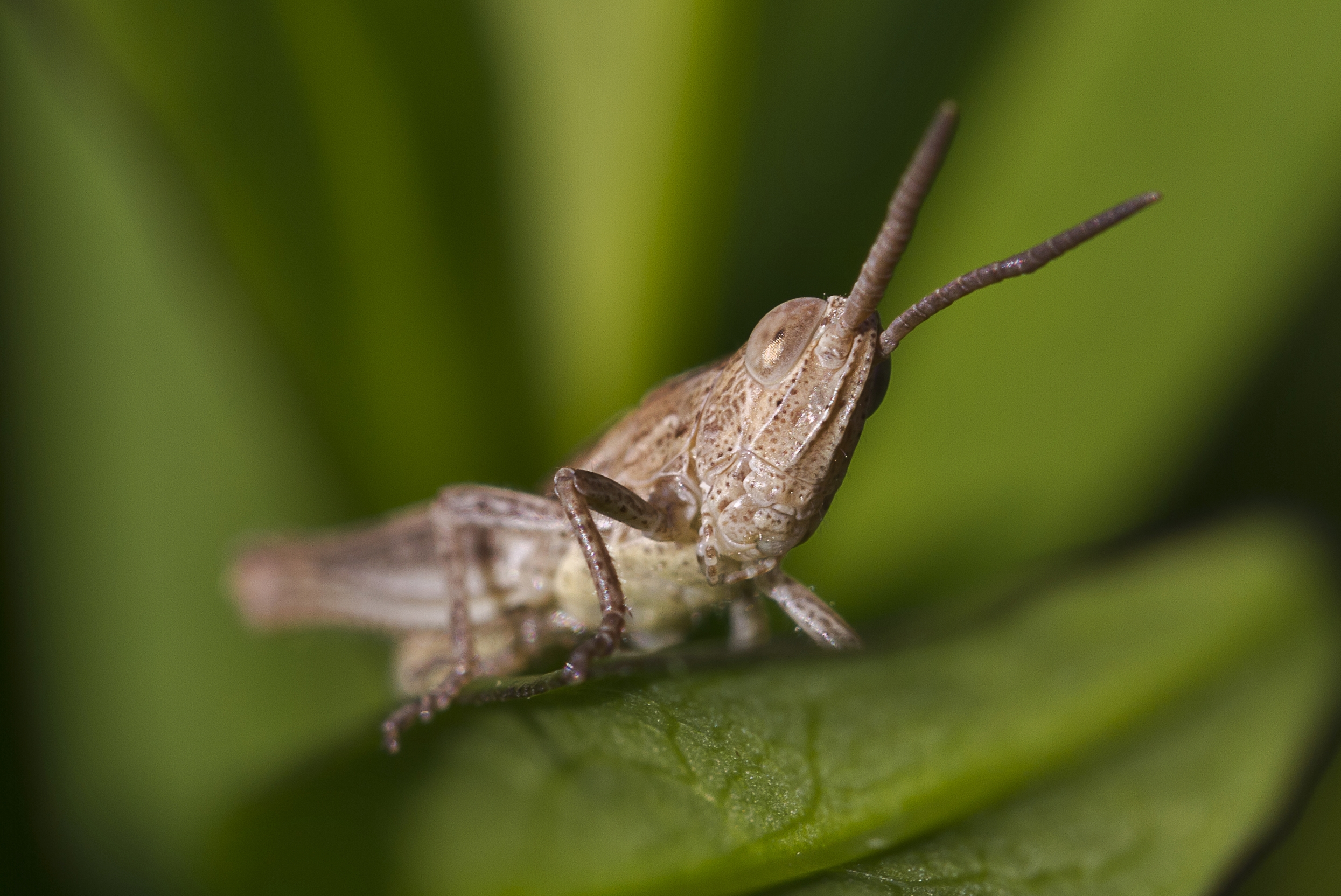 Micro-grasshopper looks at me with his head tilted