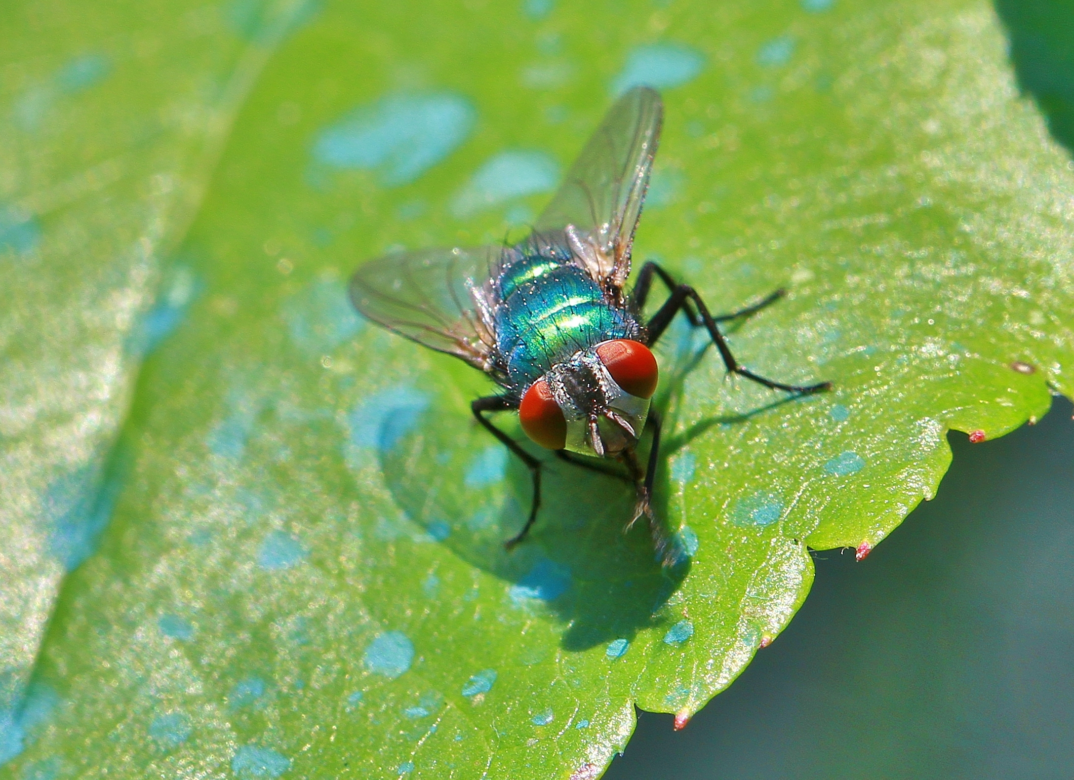 Mosca verde