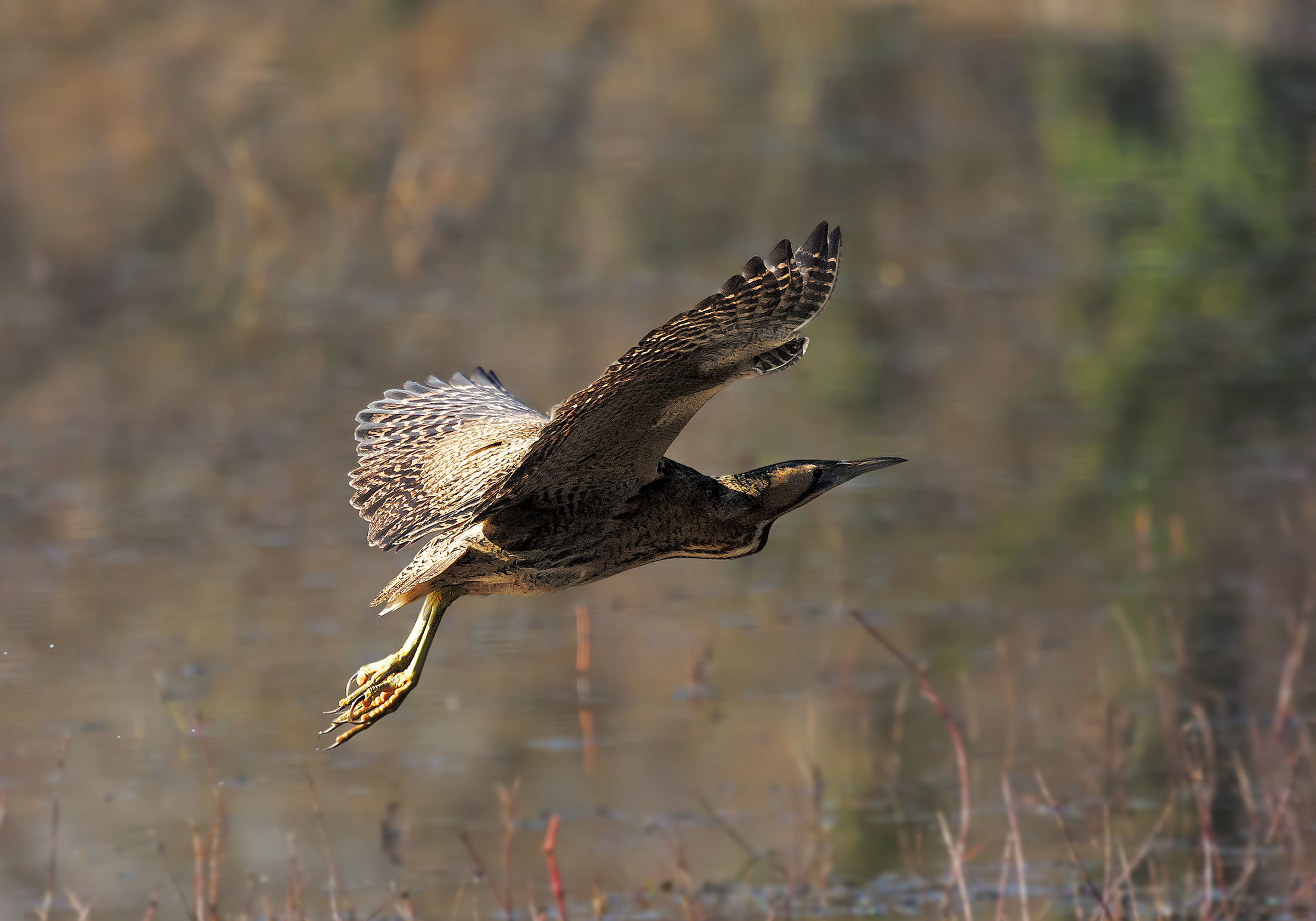 Il volo del Tarabuso