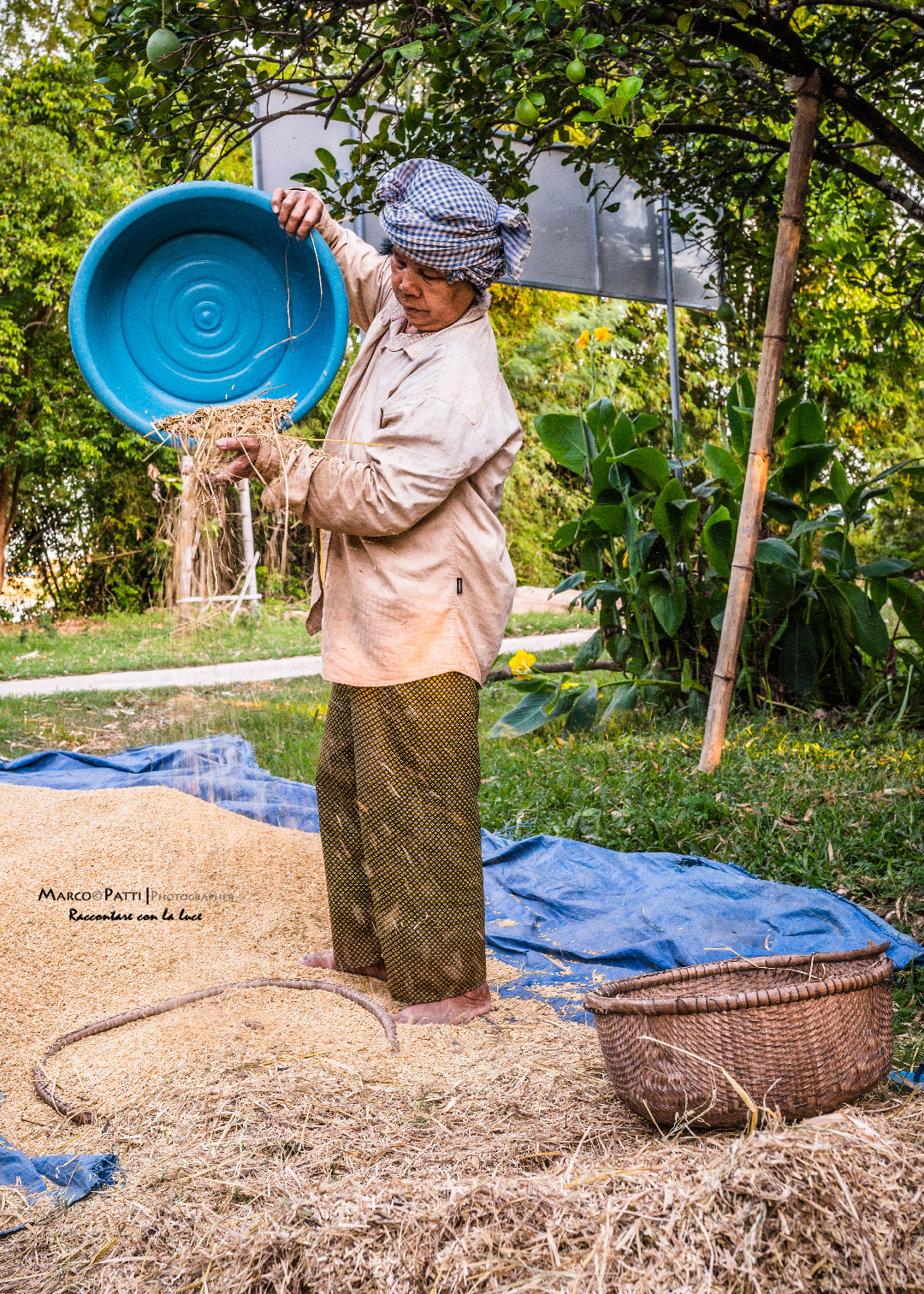 raccolta del riso a Koh Trong