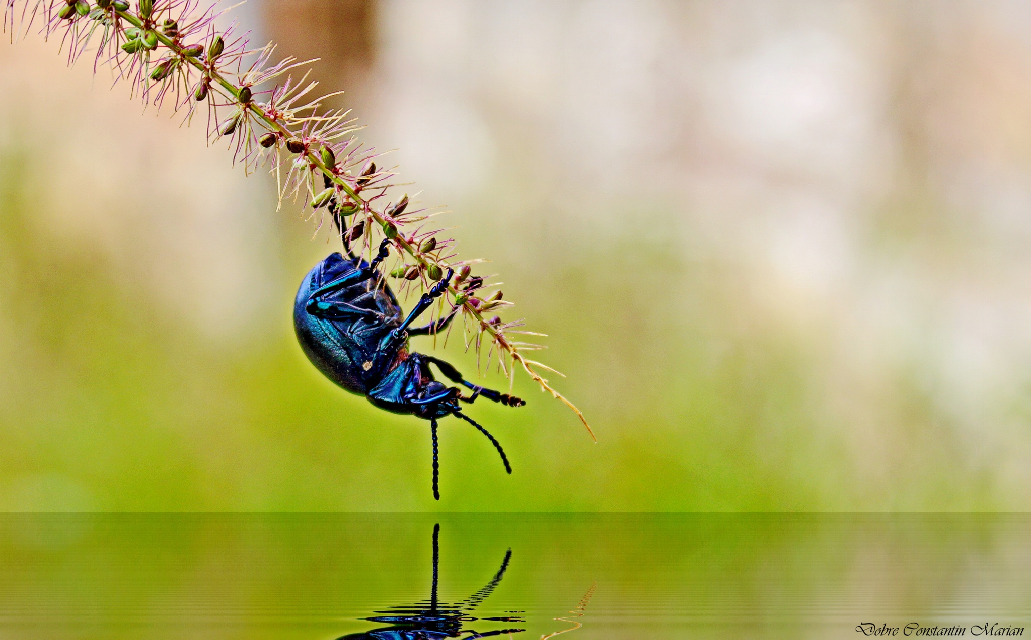 Timarcha tenebricosa