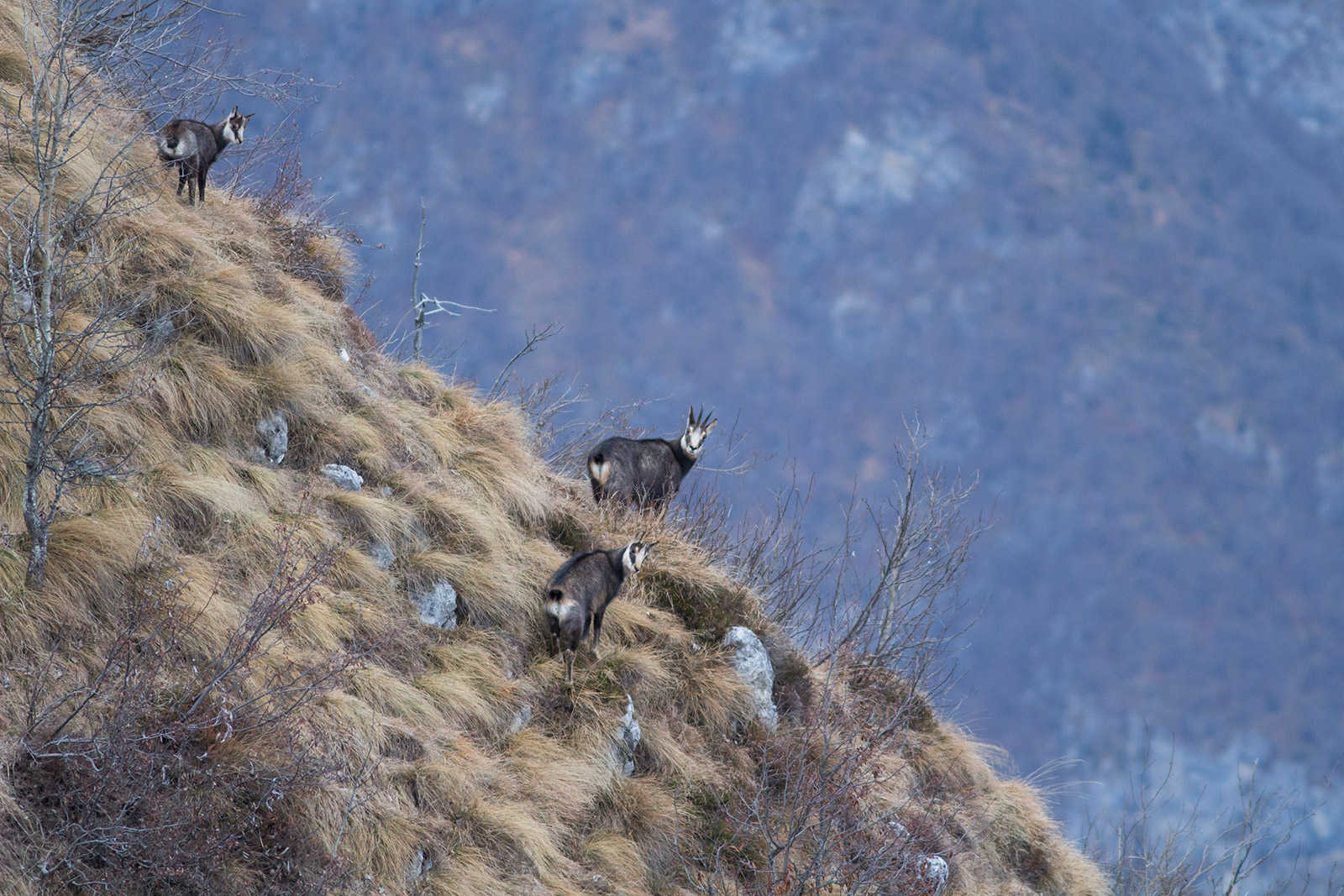 female with 2 small.