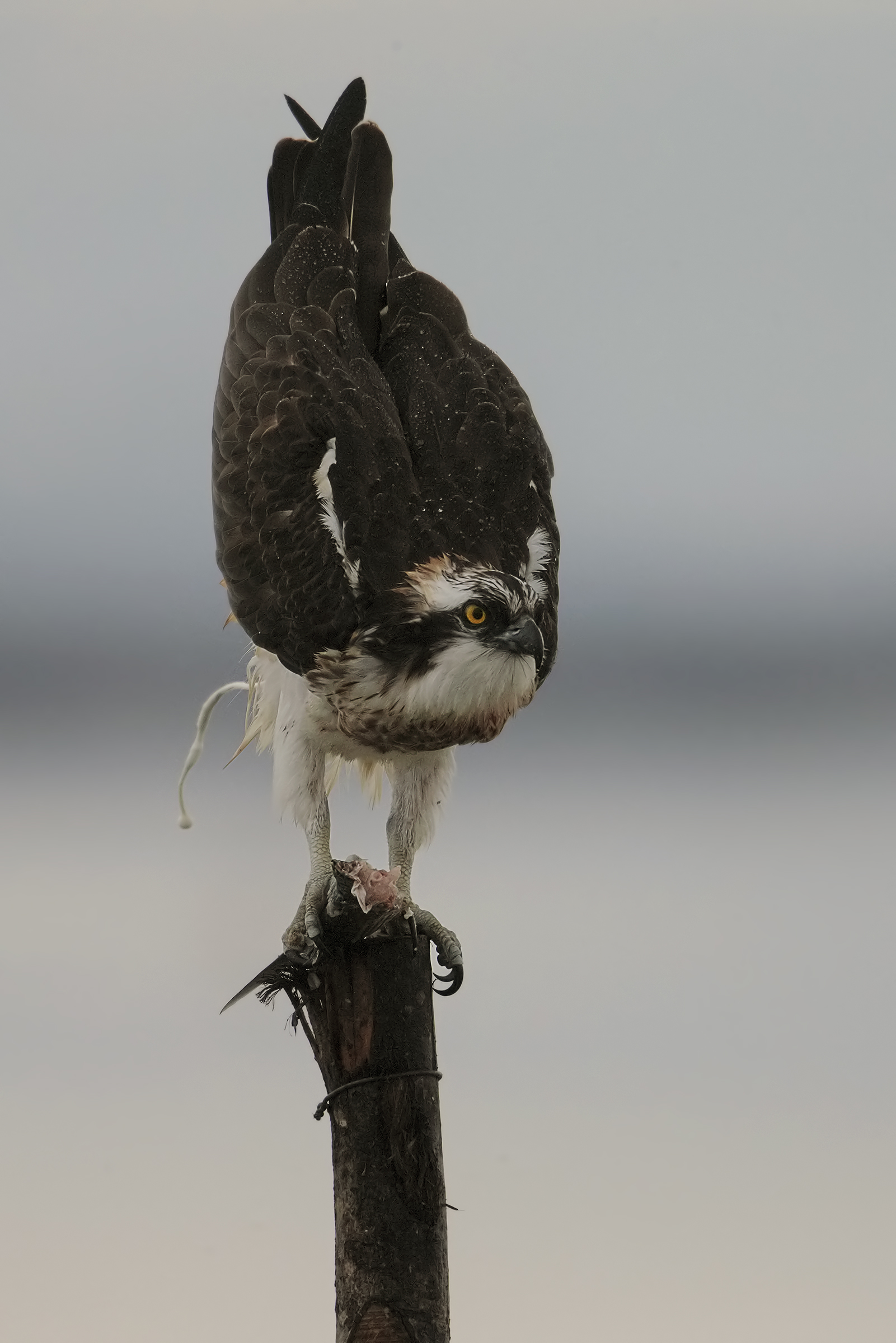Osprey