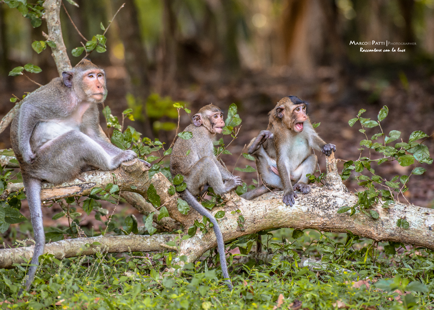in the gardens of Angkor