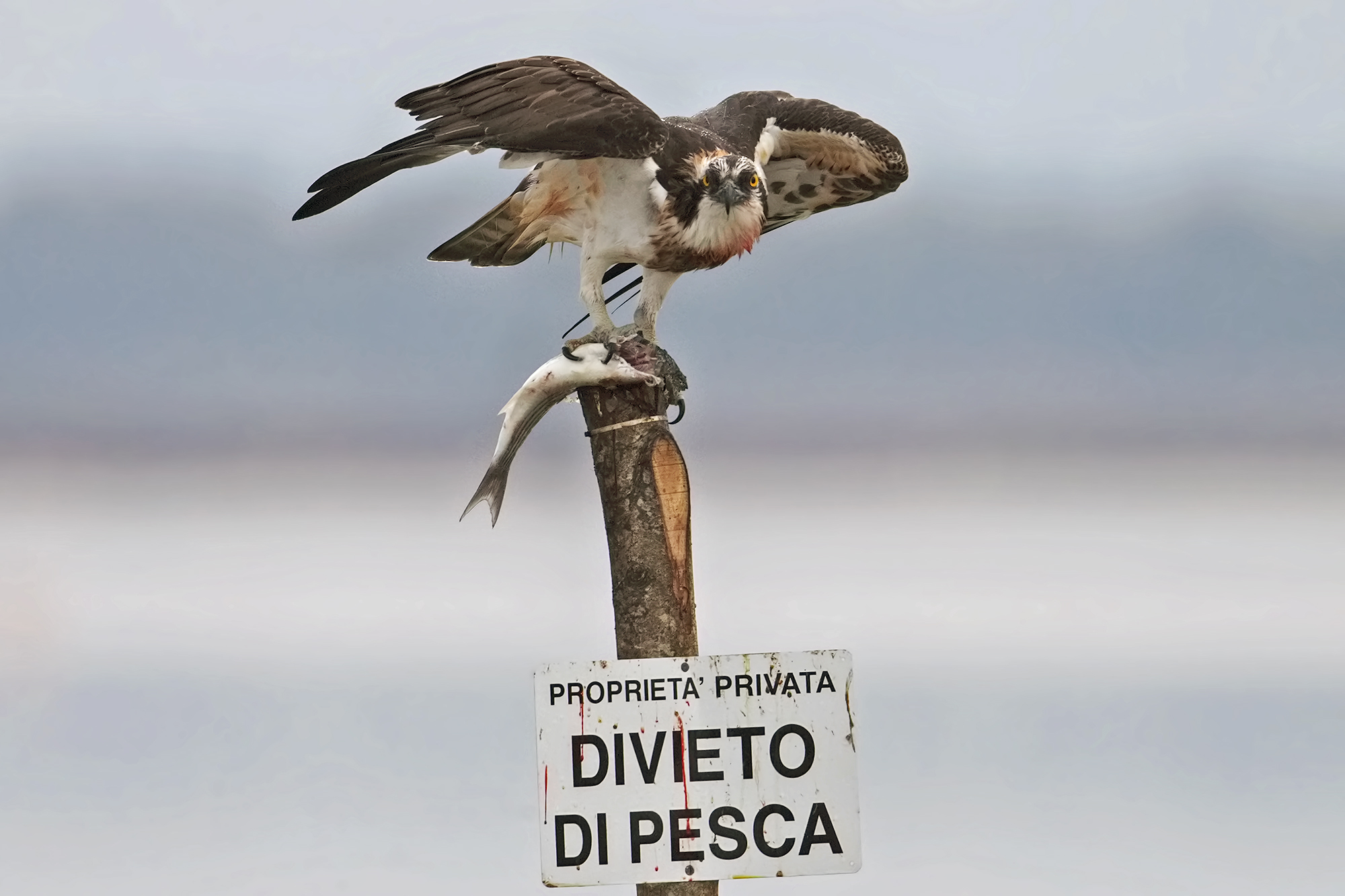Falco Pescatore.