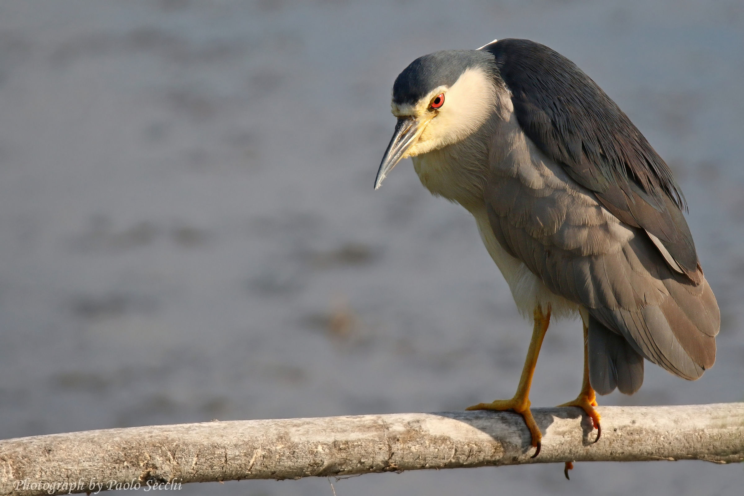 L'Avvocato del Diavolo