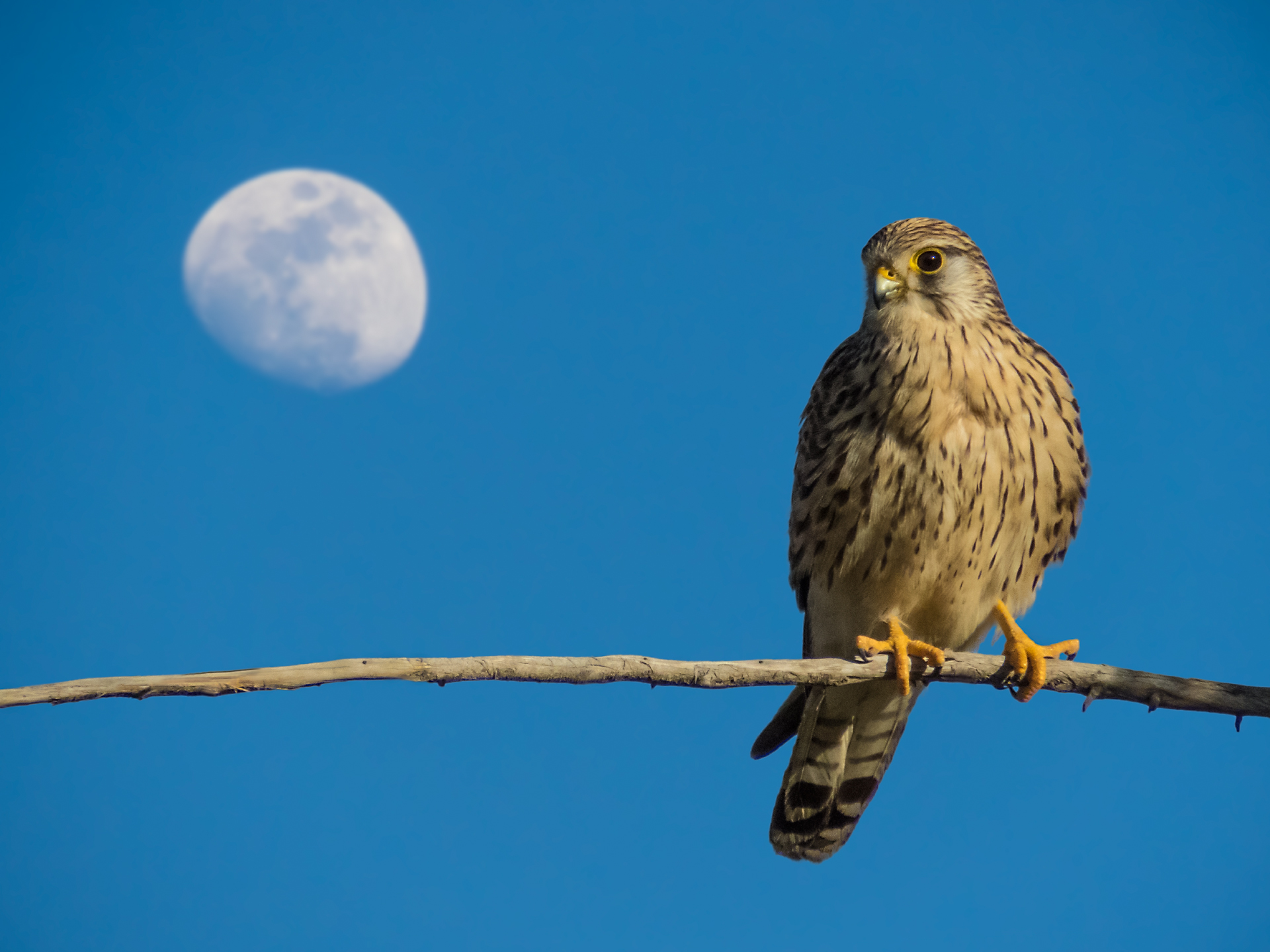 Kestrel