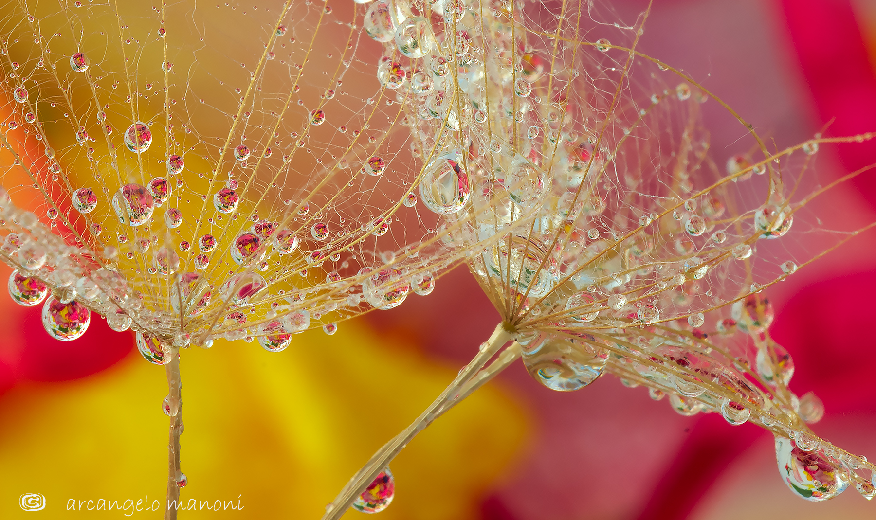 Dreaming drops