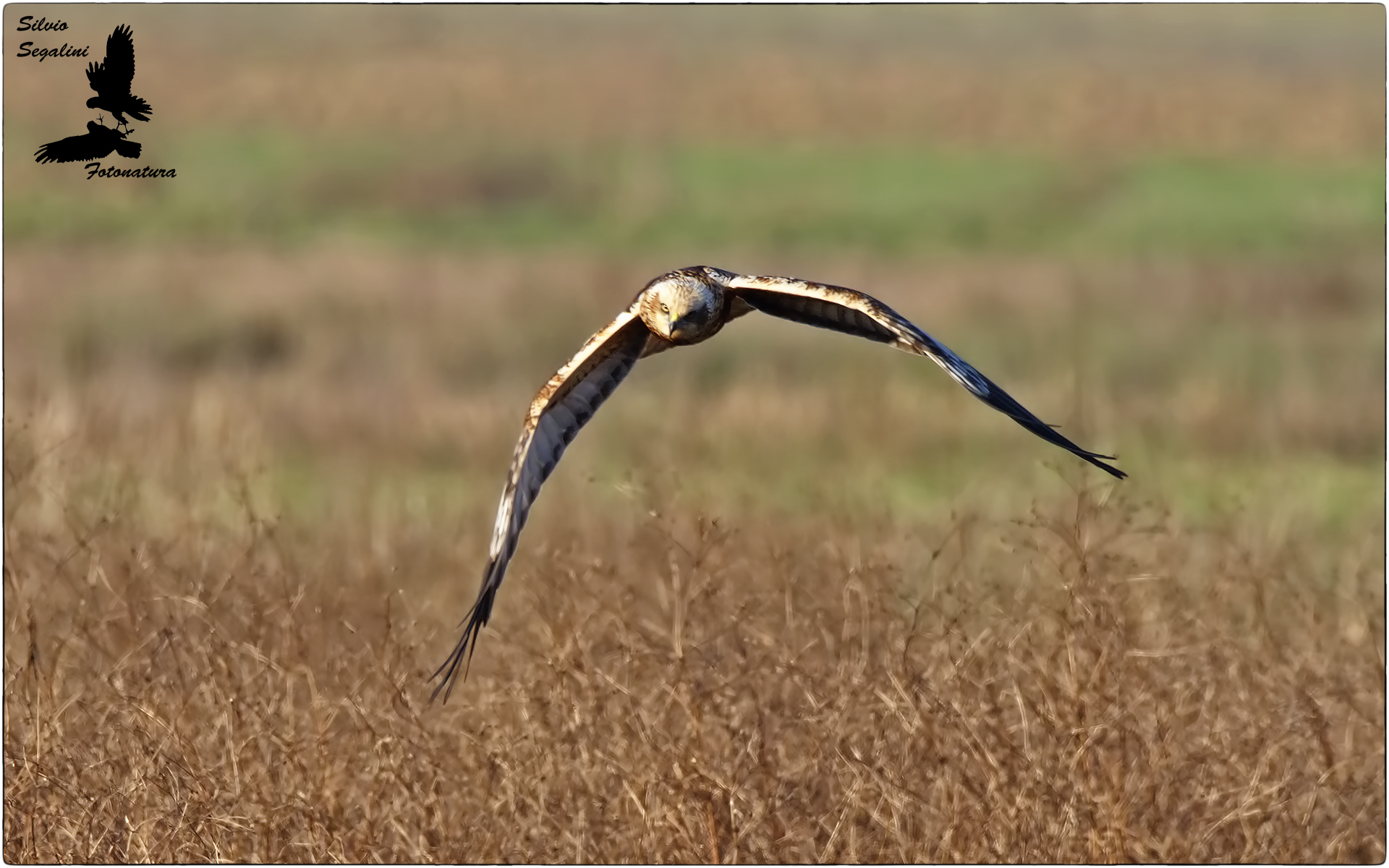 Falco di palude ..dritto su capanno