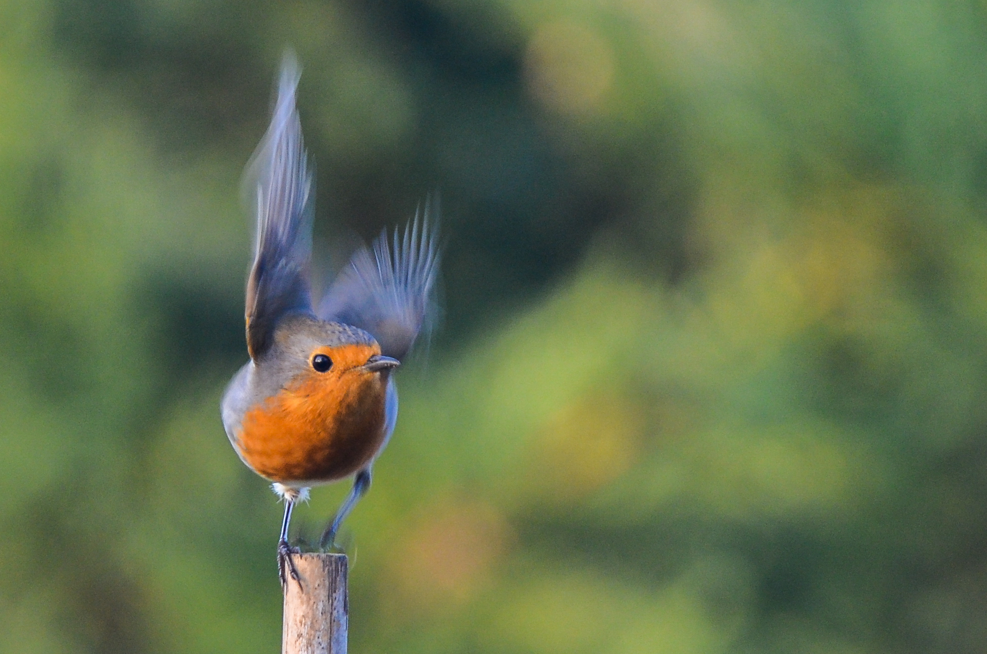 Robin ready to take off