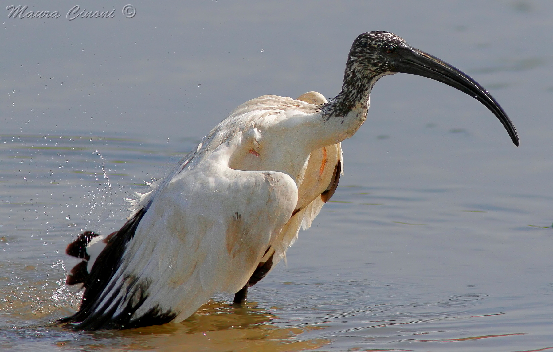 Sacred Ibis: The Bath