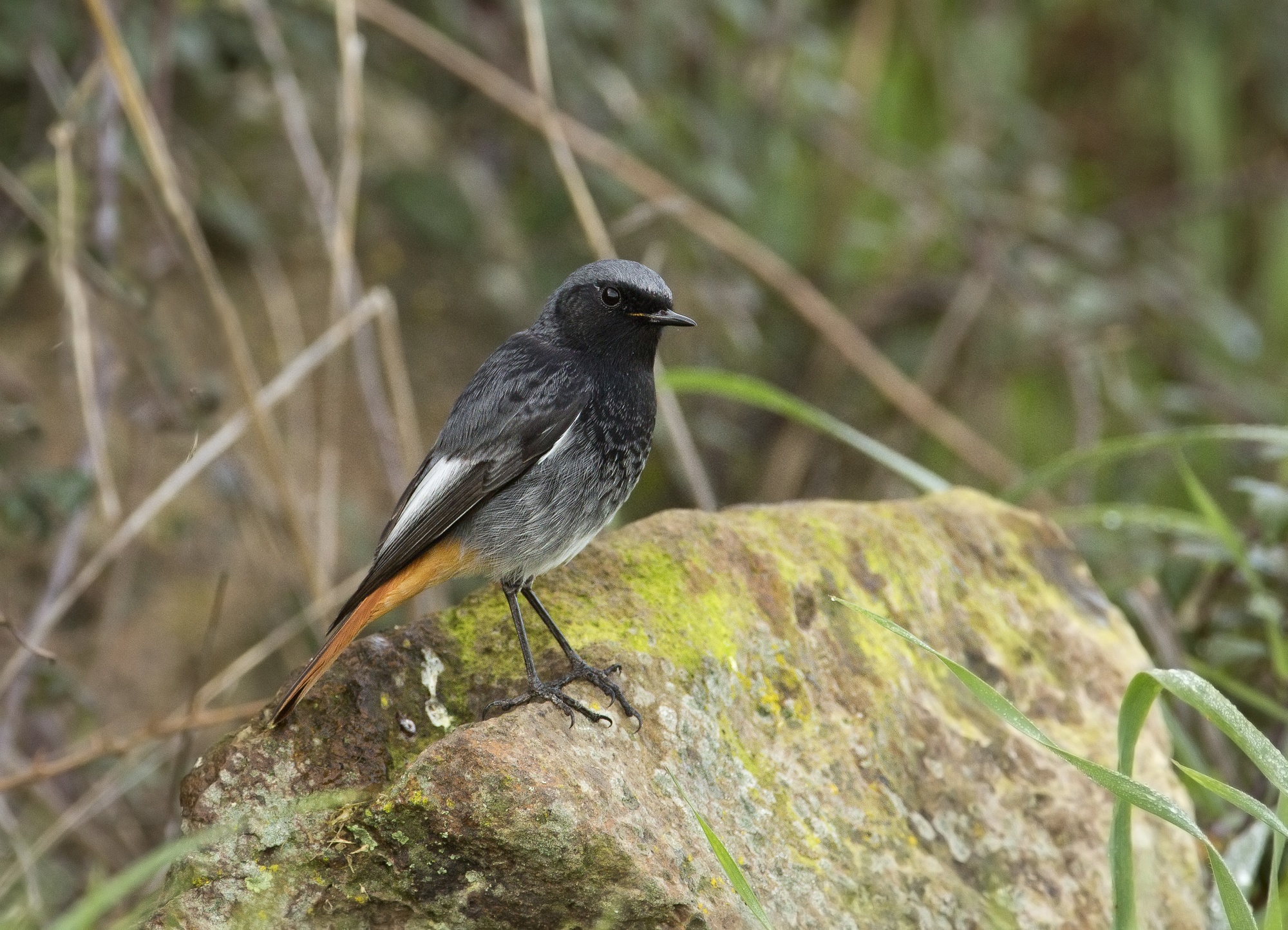 codirosso spazzacamino (phoenicurus ochruros)