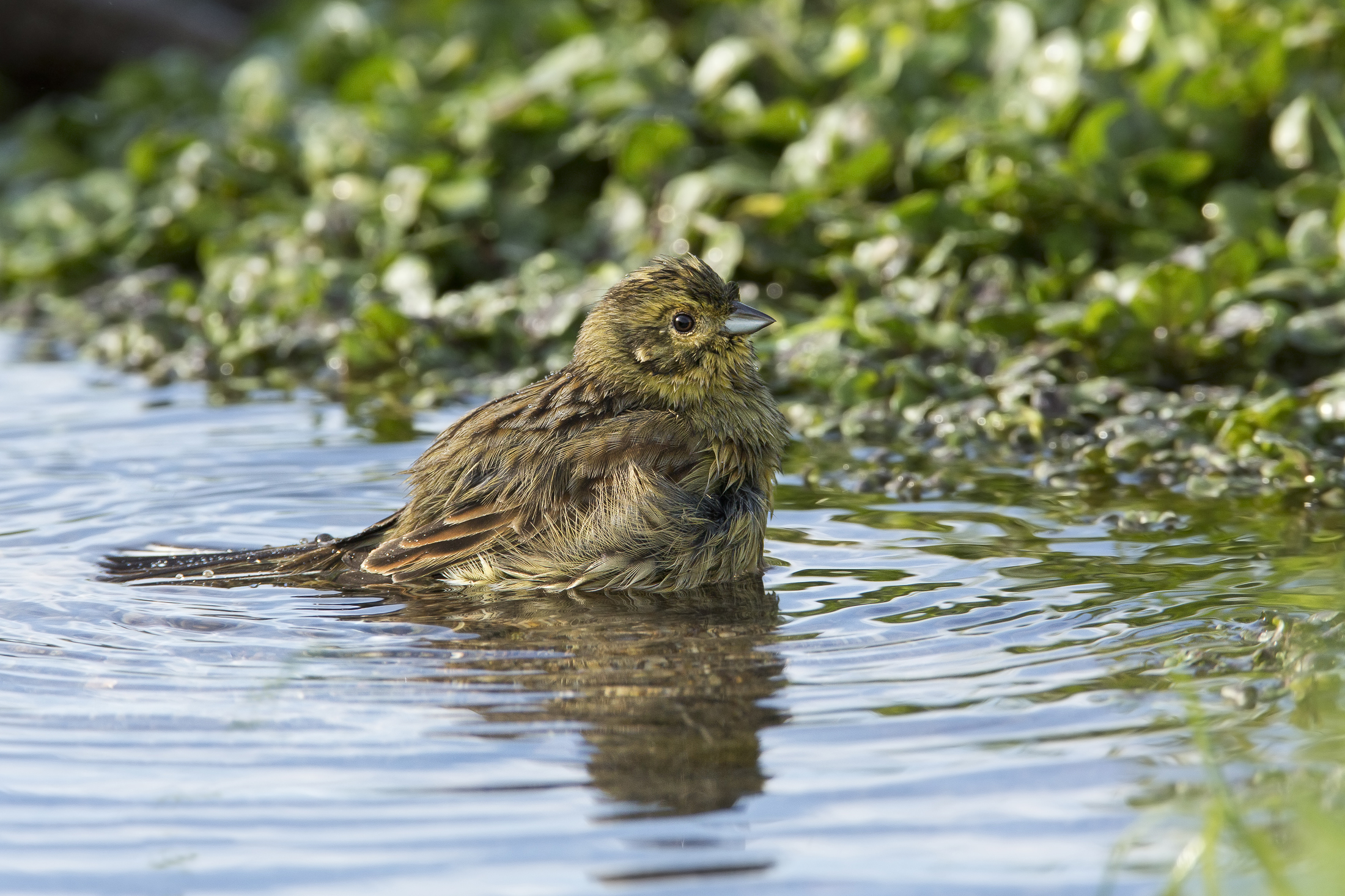 zigolo nero (emberiza cirlus)