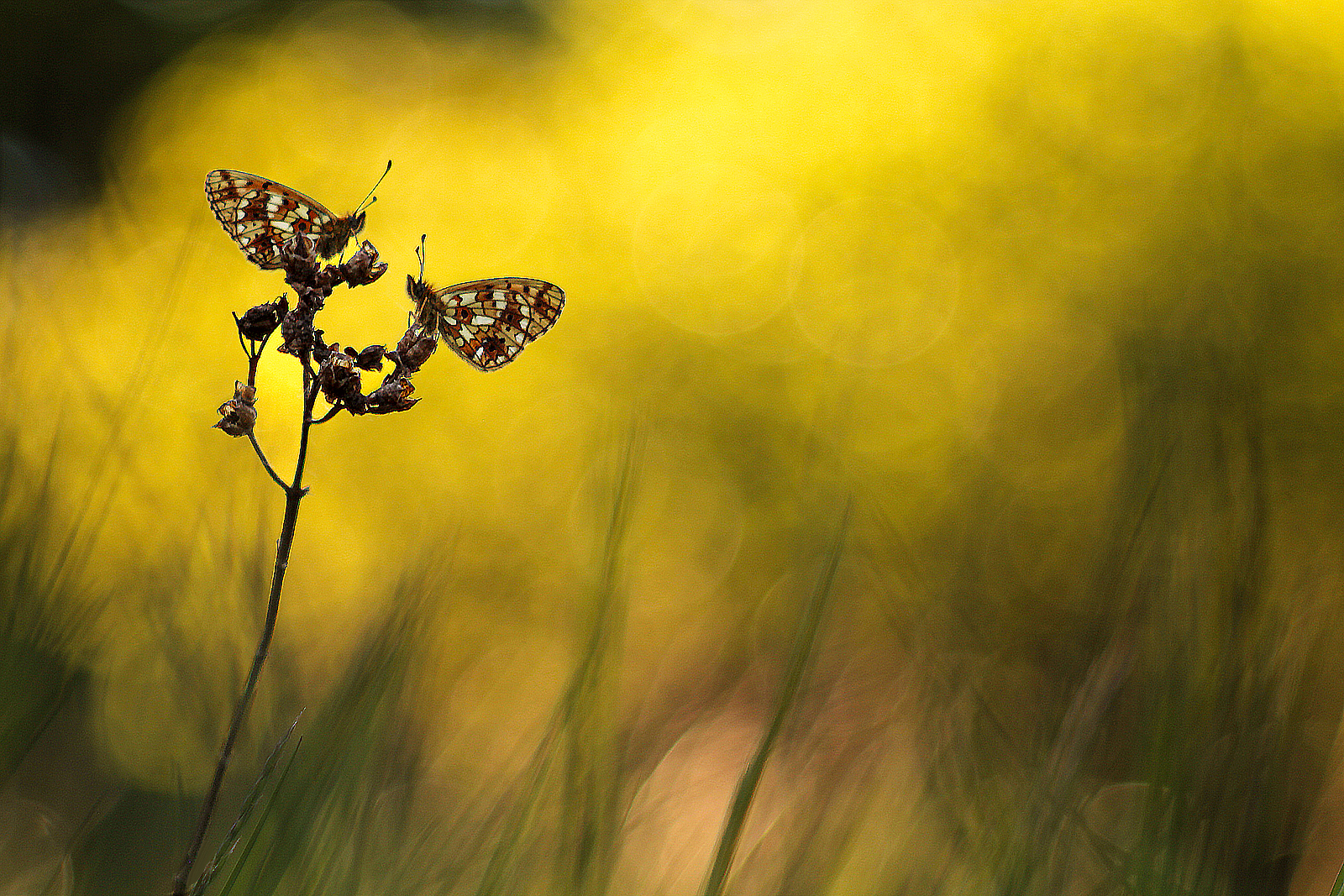 Lets spend the night together