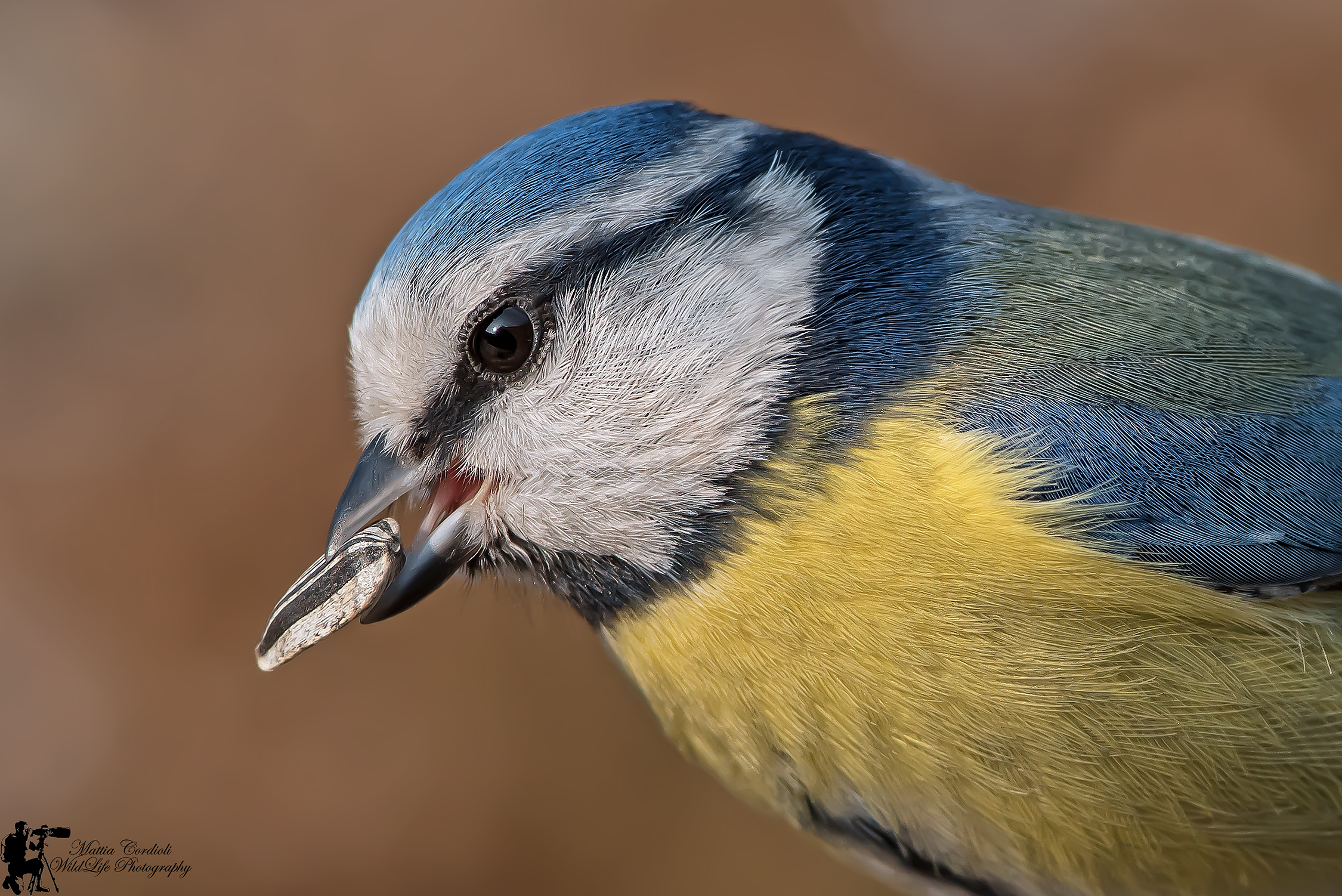 Tit Portrait